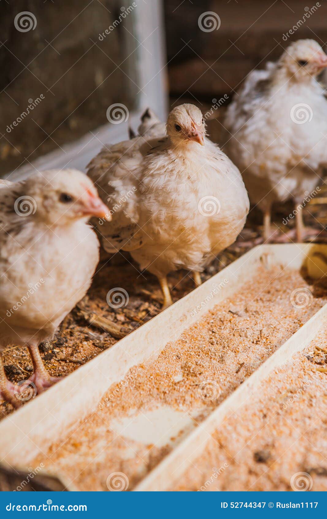 Eating hens near coop stock image. Image of alive, brown 52744347