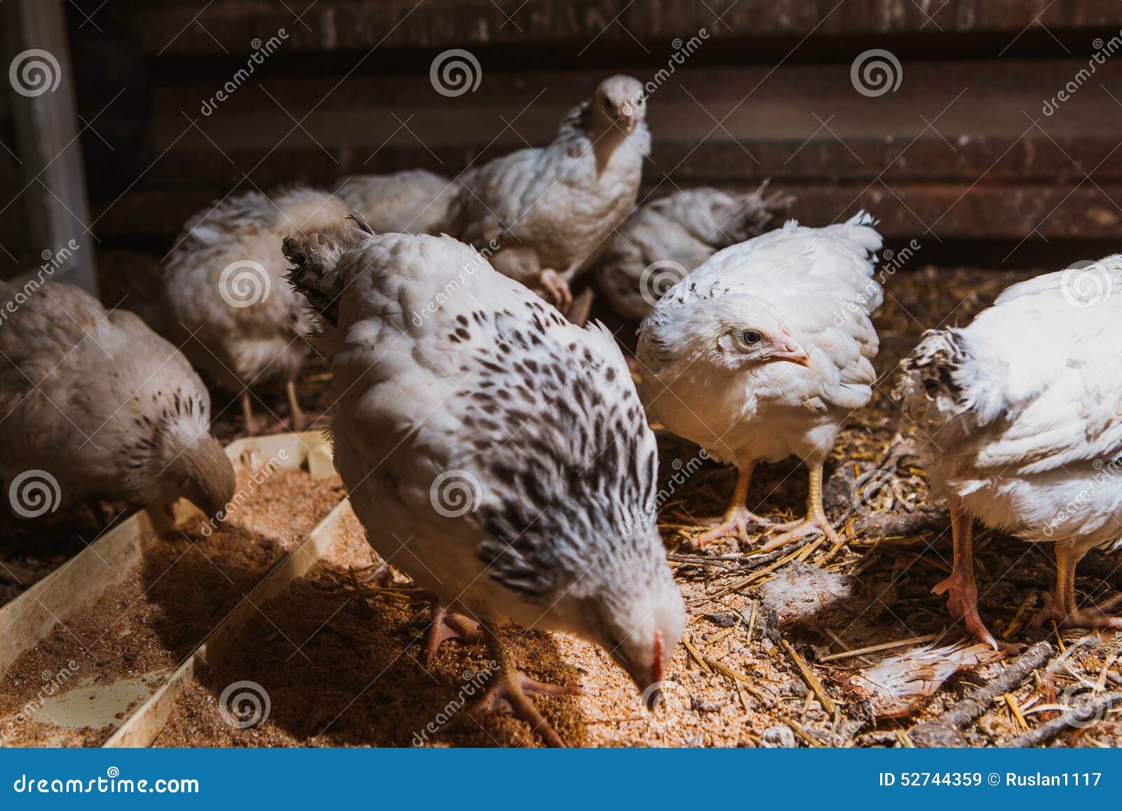 Eating hens near coop stock image. Image of brown, countryside 52744359