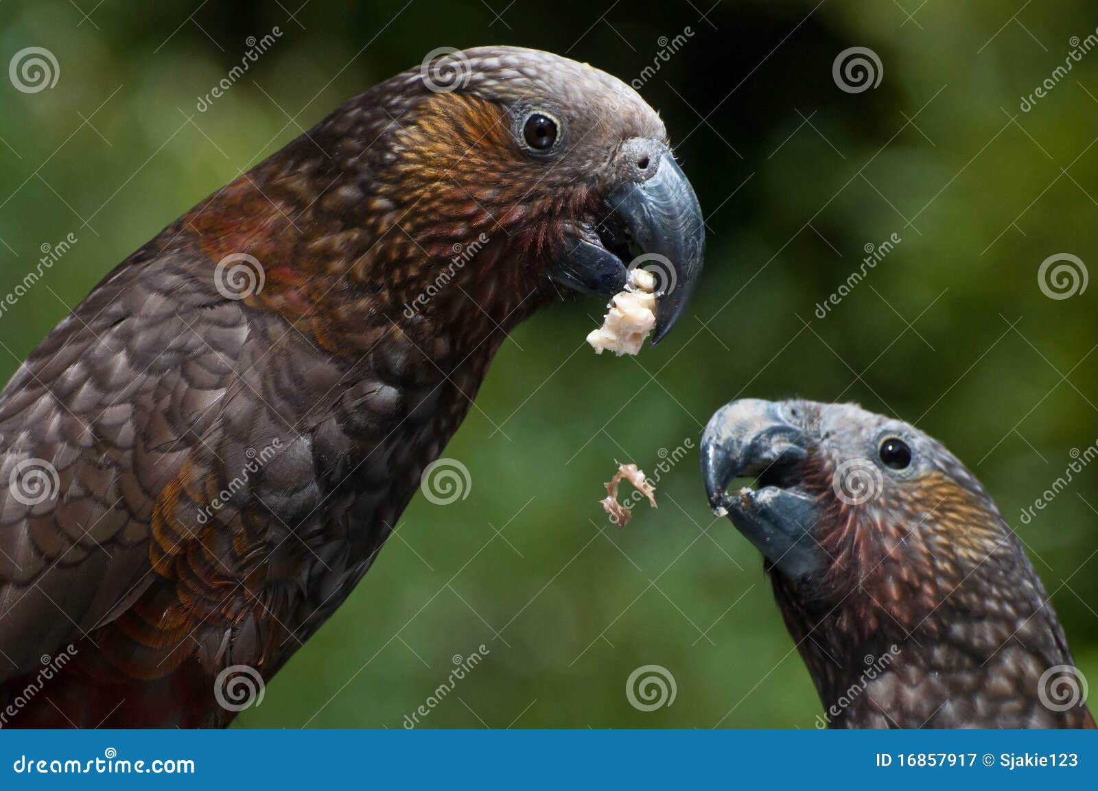 Eating kaka s stock image. Image of septentriona, bruce 16857917