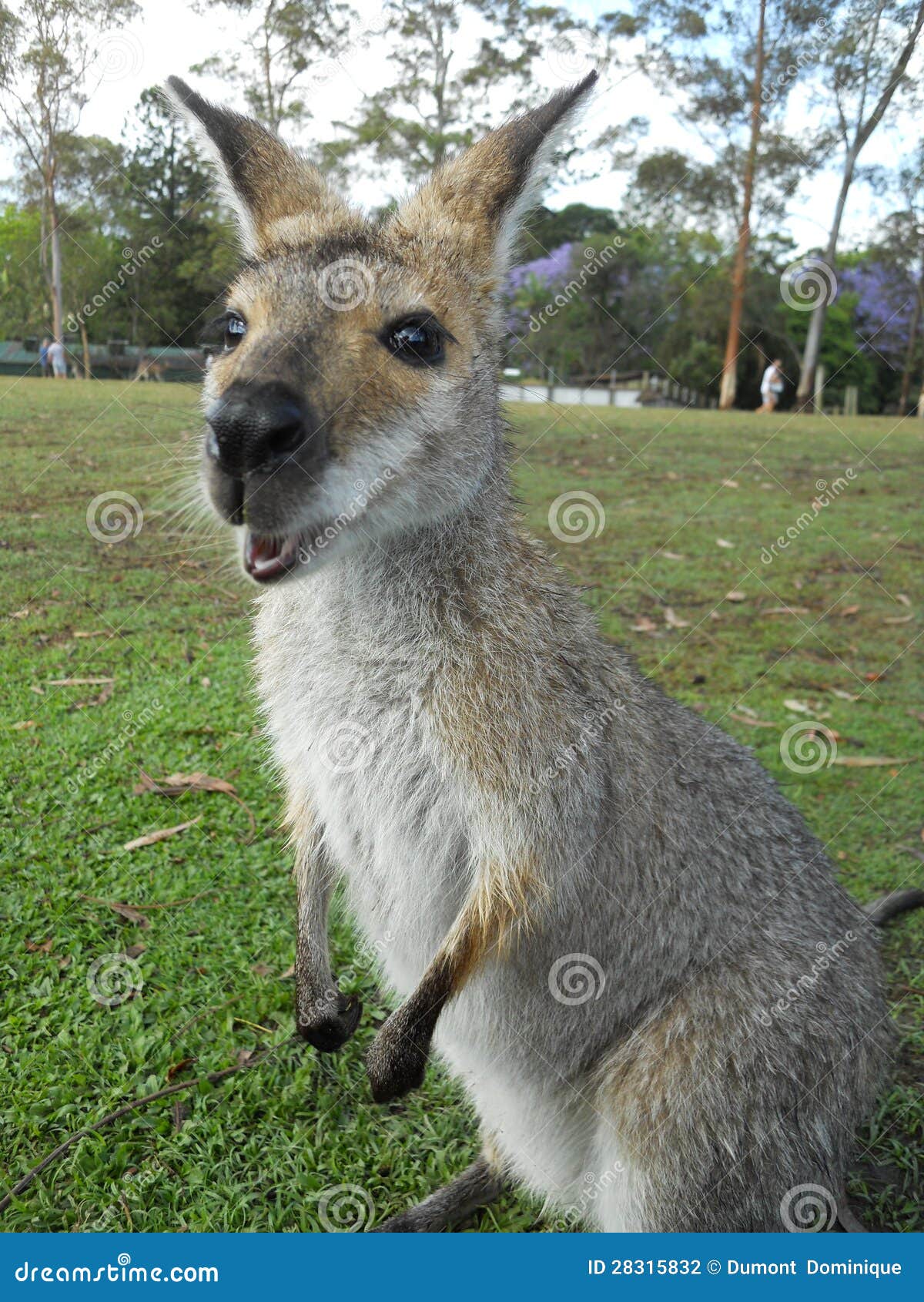 Eating kangaroo stock photo. Image of mouth, animal, australian 28315832