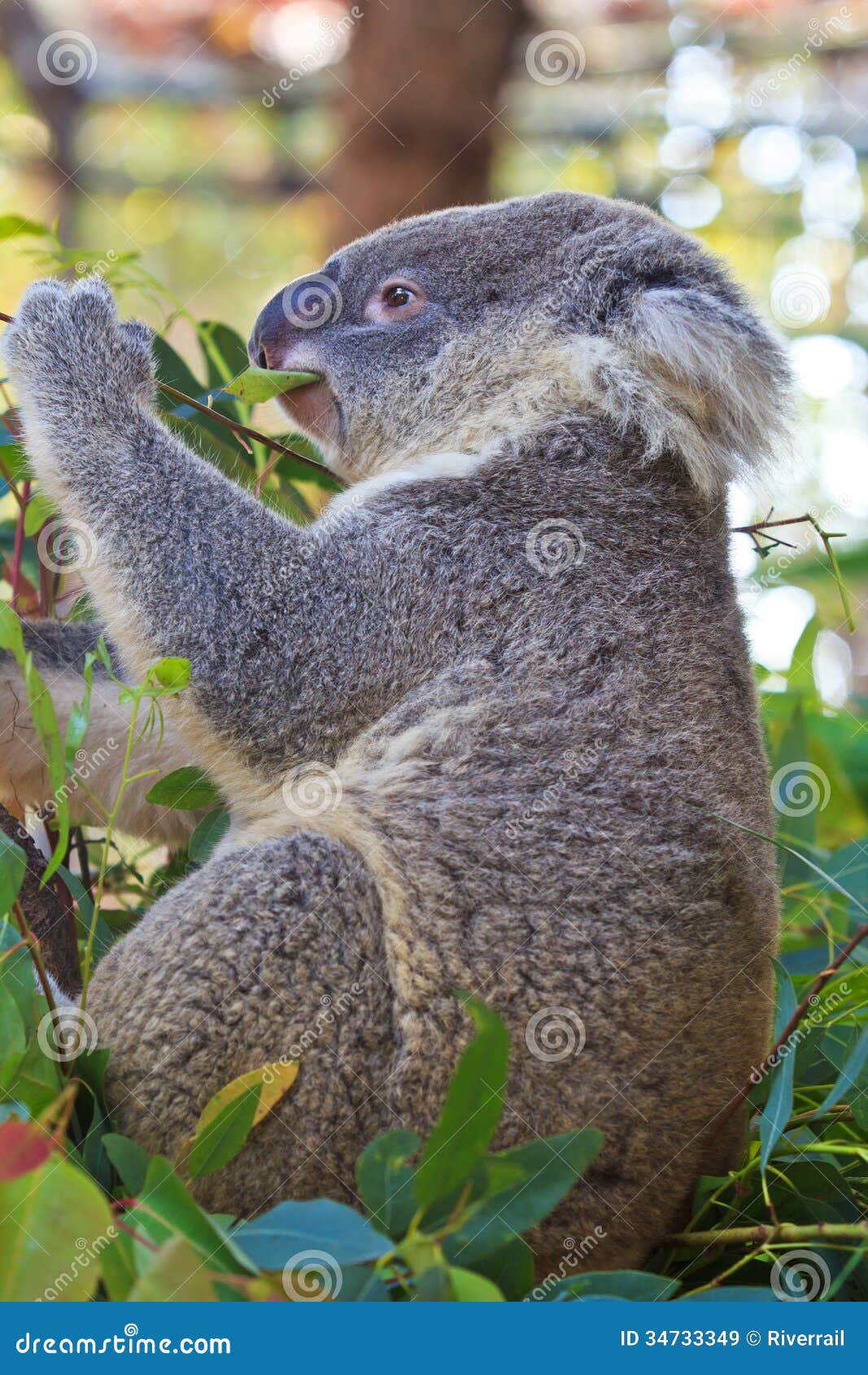 Eating Koala Bear Royalty Free Stock Images Image 34733349