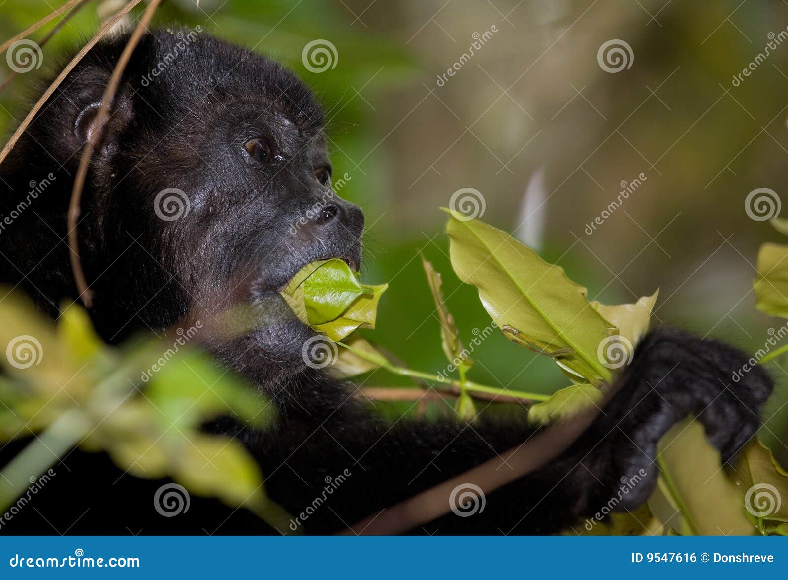 Eating Leaves stock photo. Image of costa, habitat, forest 9547616