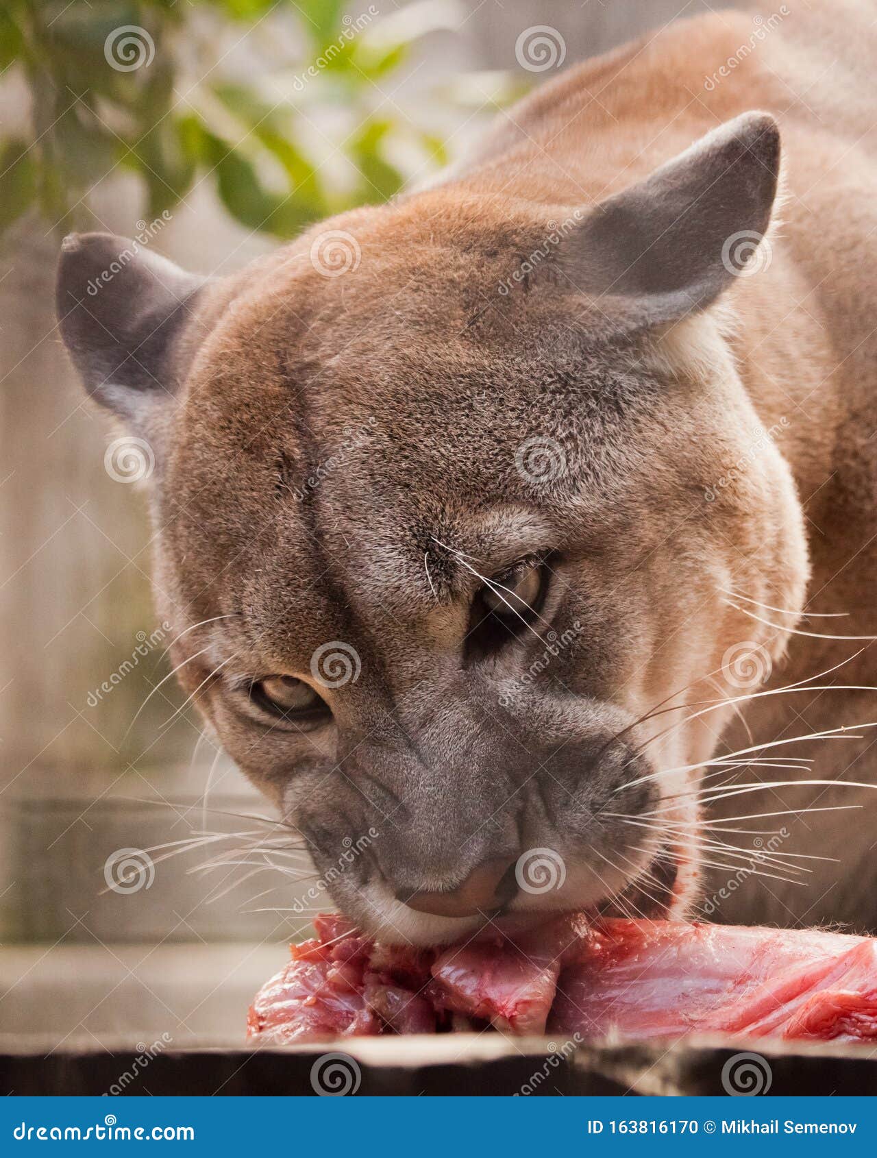 puma eating