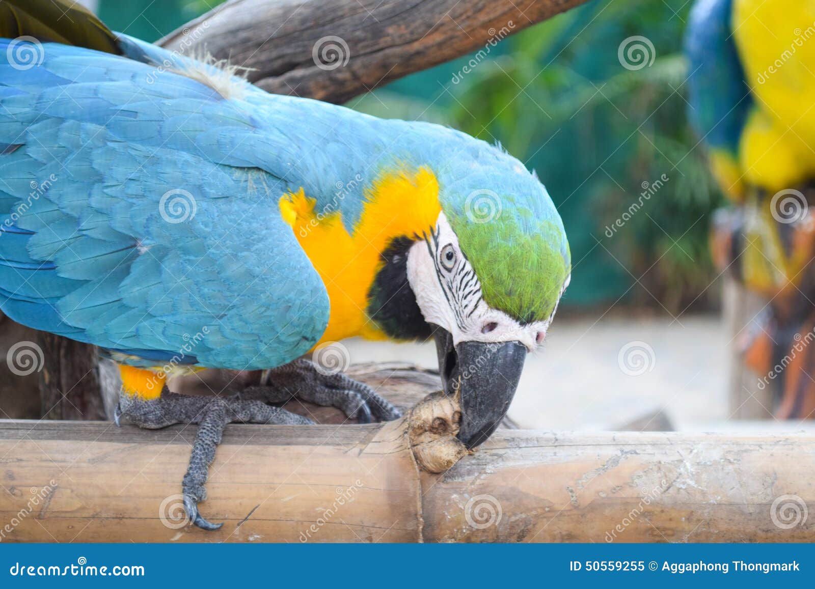 Eating Parrot stock image. Image of bird, animal, zoom 50559255