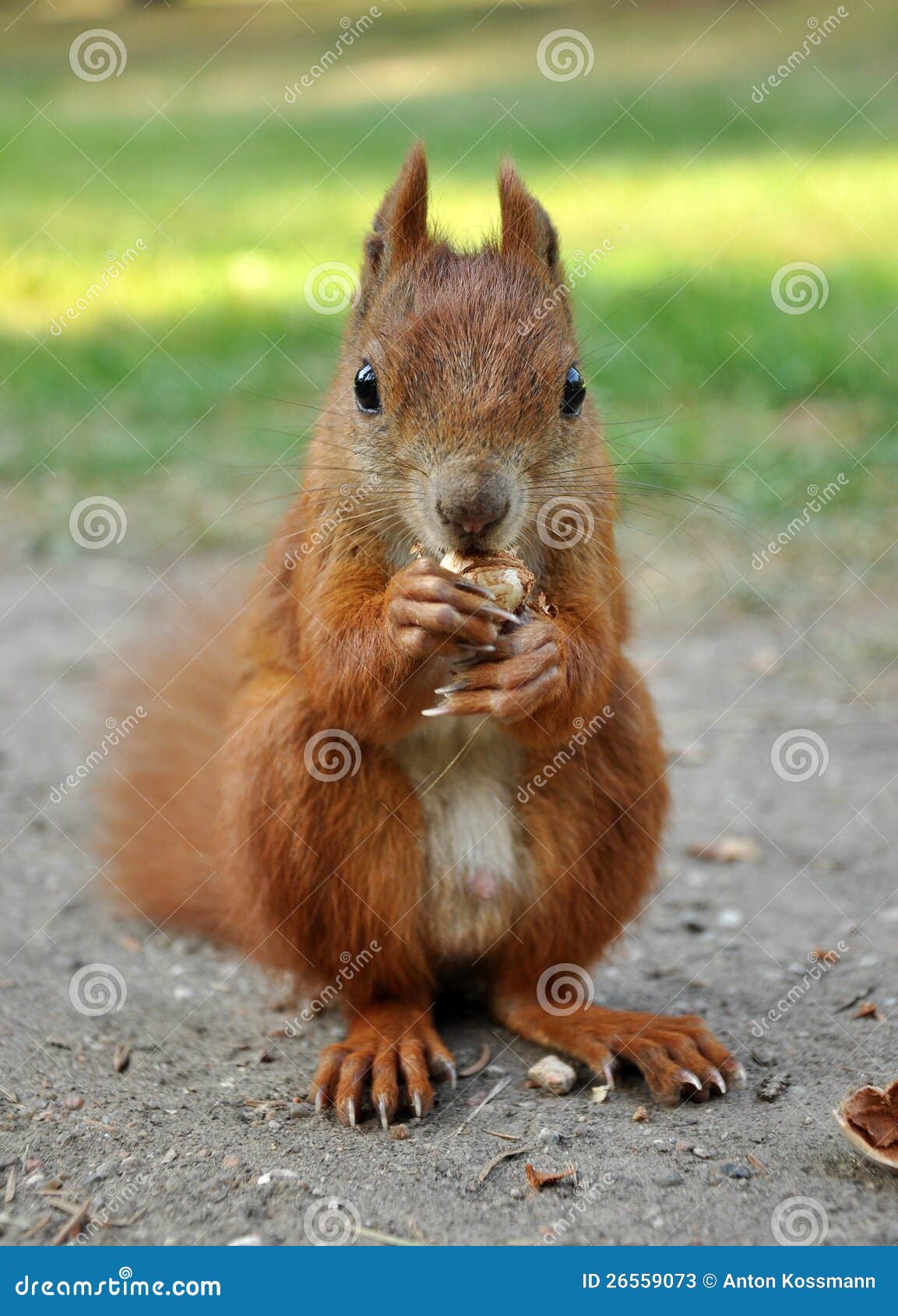 Eating Squirrel stock image. Image of tree, sciurus, animal 26559073