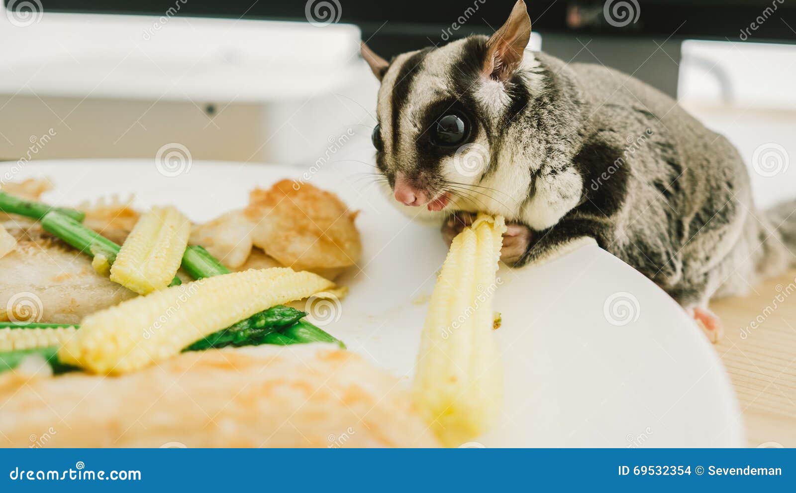 Eating Sugar Glider stock photo. Image of close, gray 69532354