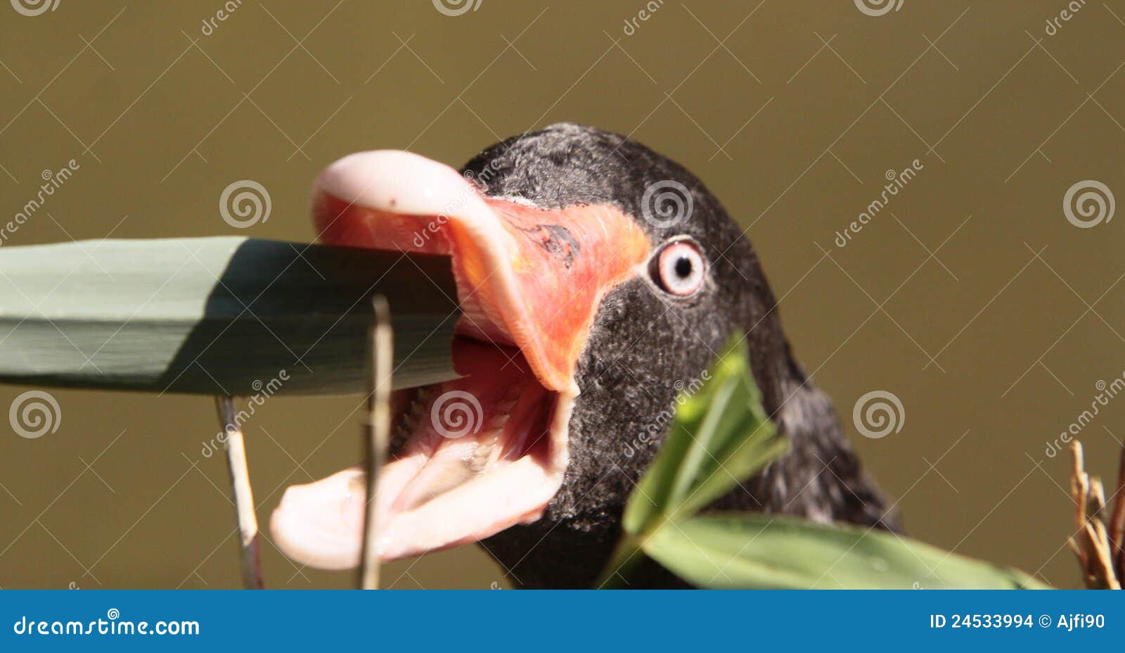 Eating swan stock photo. Image of grass, animal, eating 24533994