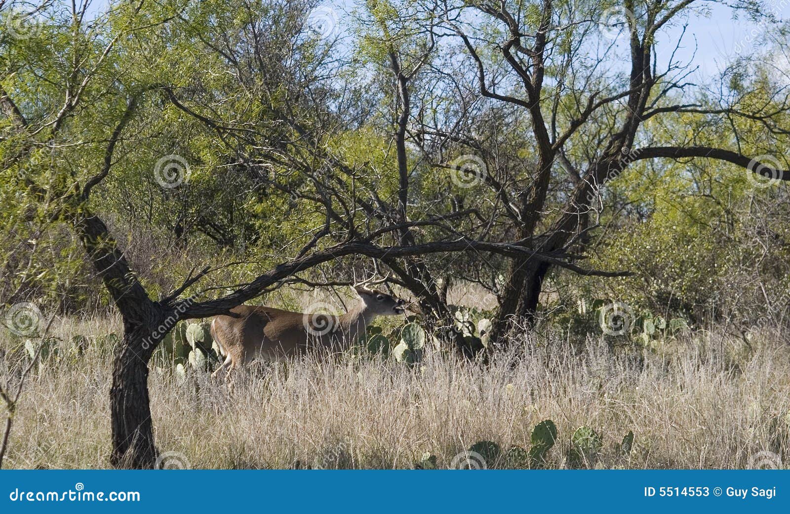 Eating Texas deer stock image. Image of cervid, desert 5514553