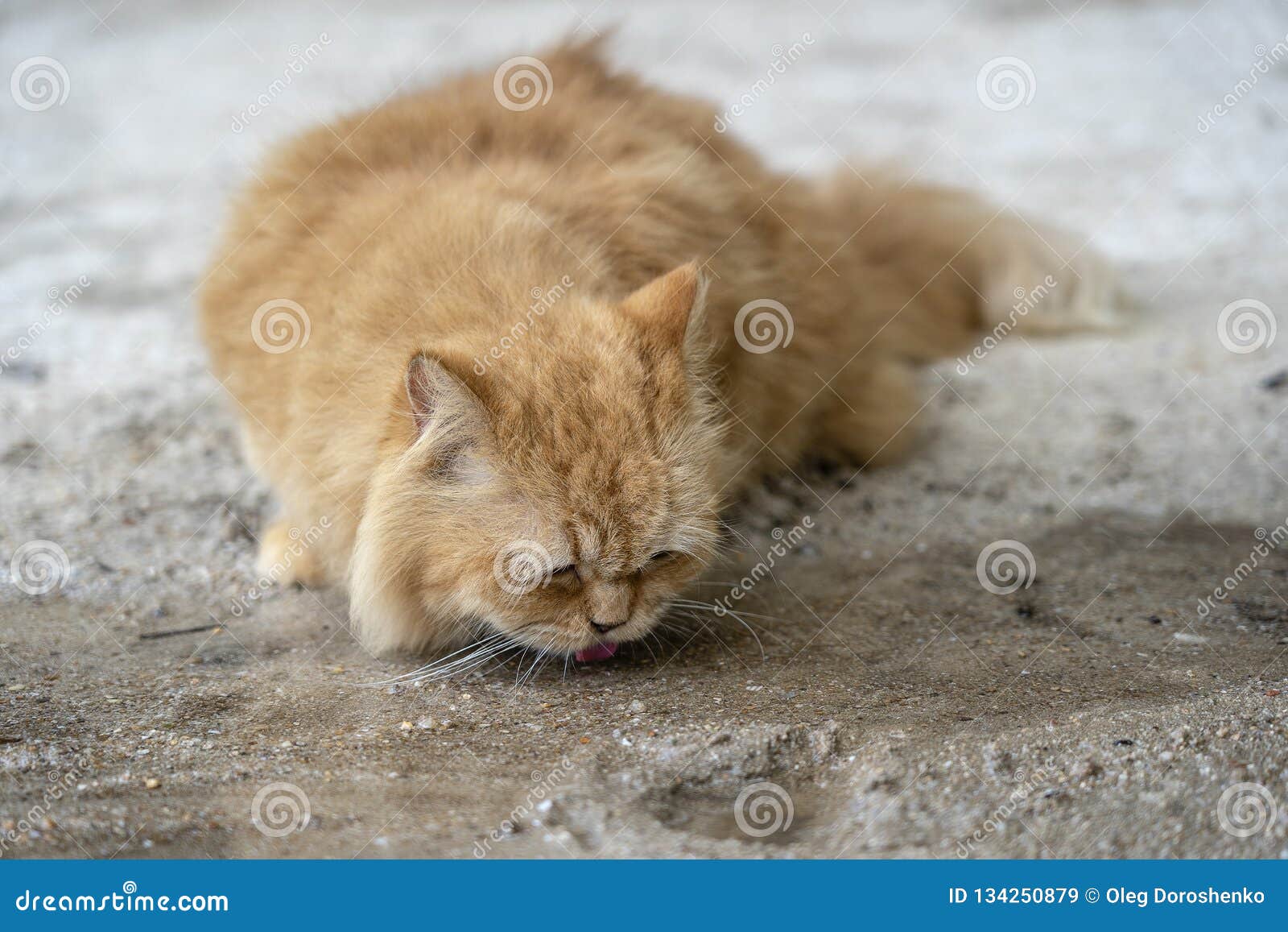 536 Chat Courant Photos Libres De Droits Et Gratuites De Dreamstime 536 Chat Courant Photos Libres De Droits Et Gratuites De Dreamstime