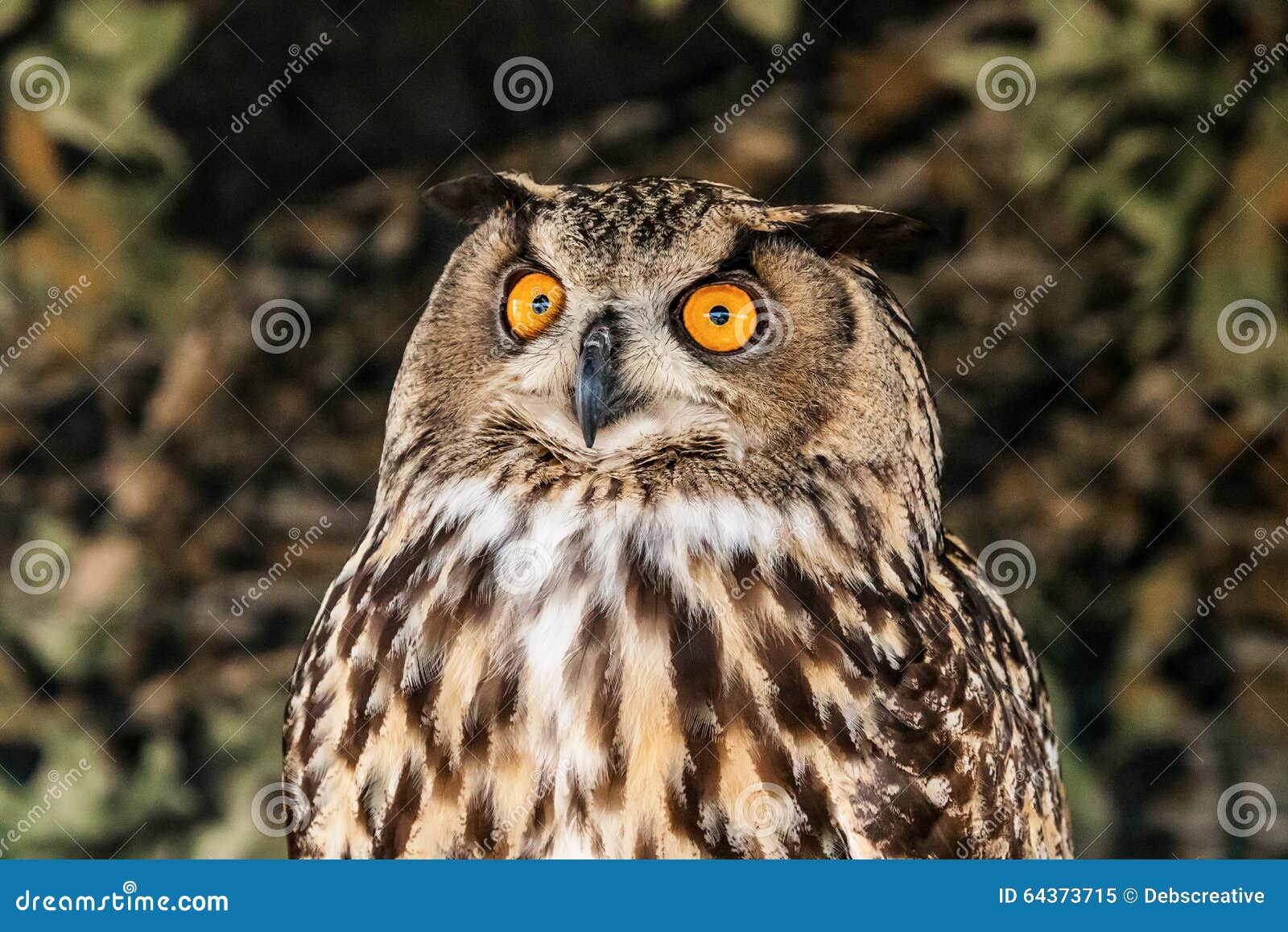Eaurasian Owl stock image. Image of wood, canada, winter - 64373715