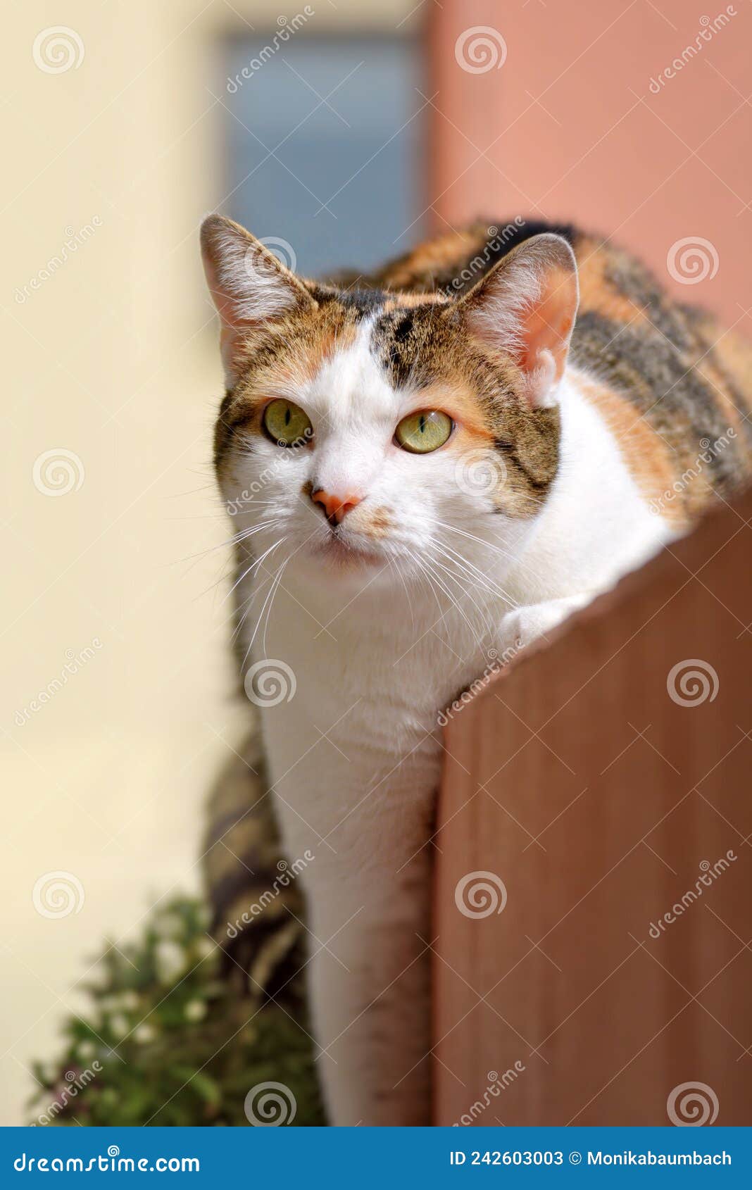 eauropean shorthair calico cat