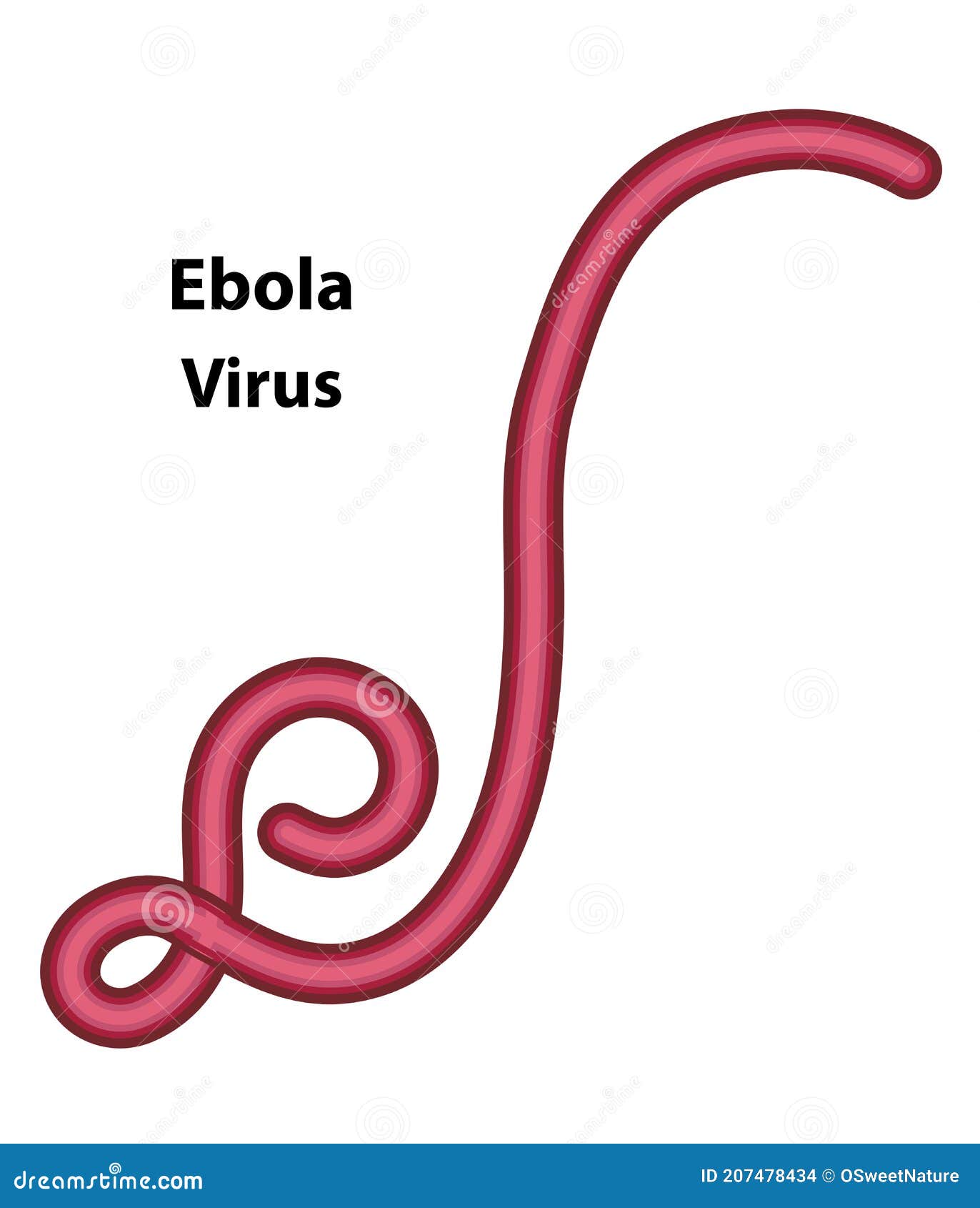 Ebola Virus As An Example Stock Vector Illustration Of Features 207478434