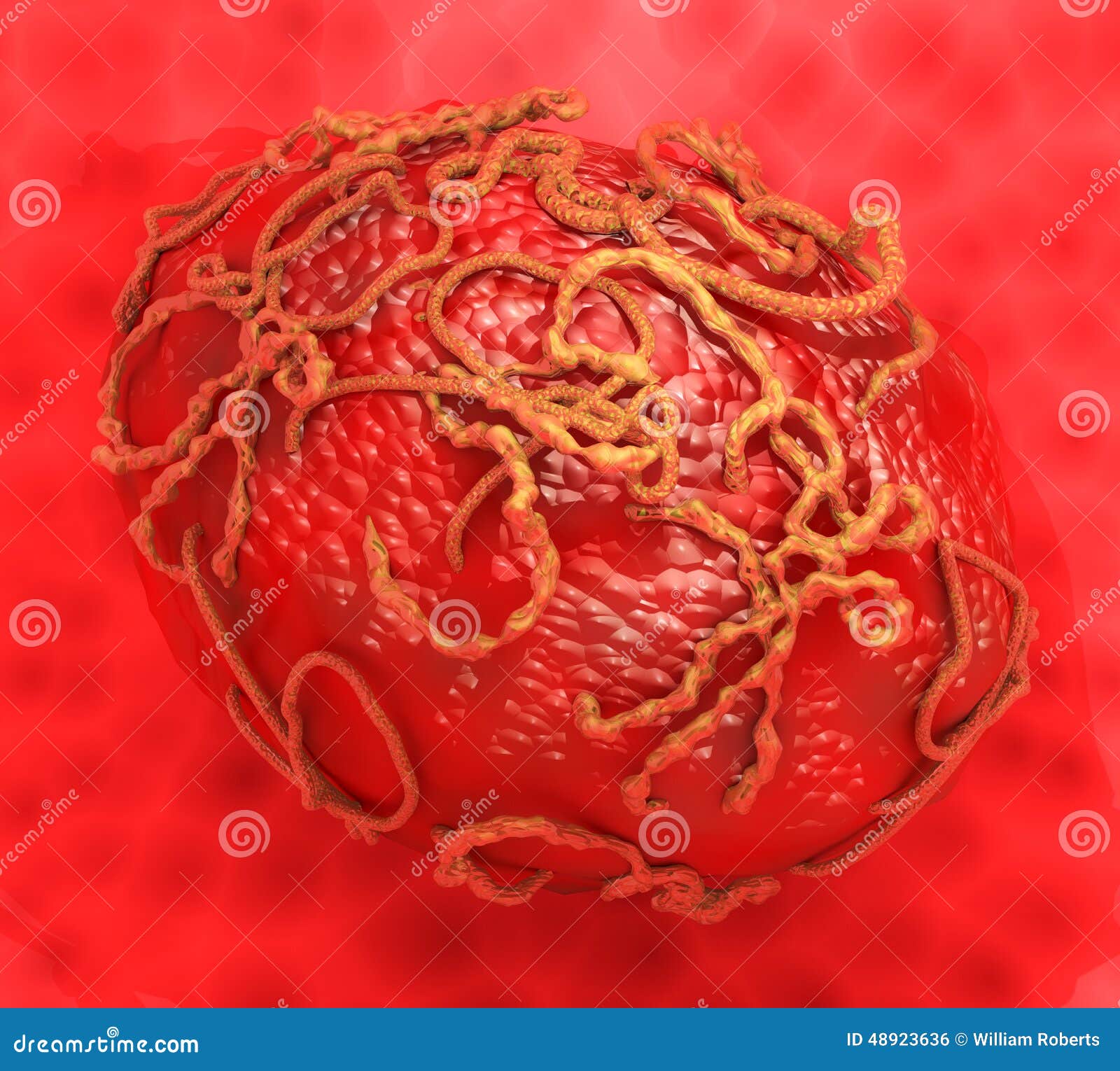 ebola virus surrounding cell