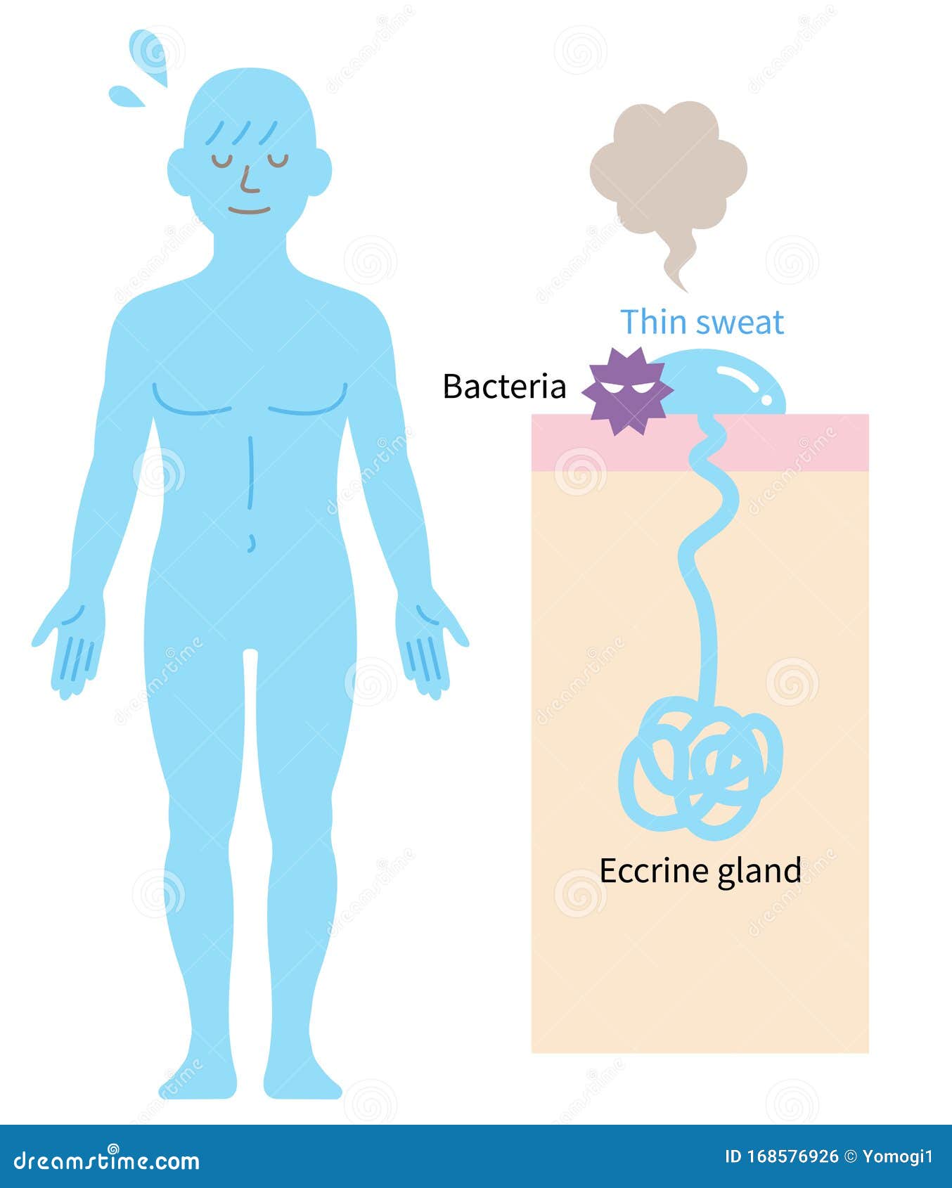 Distribution Of Eccrine Sweat Glands In Human Body And Skin Diagram