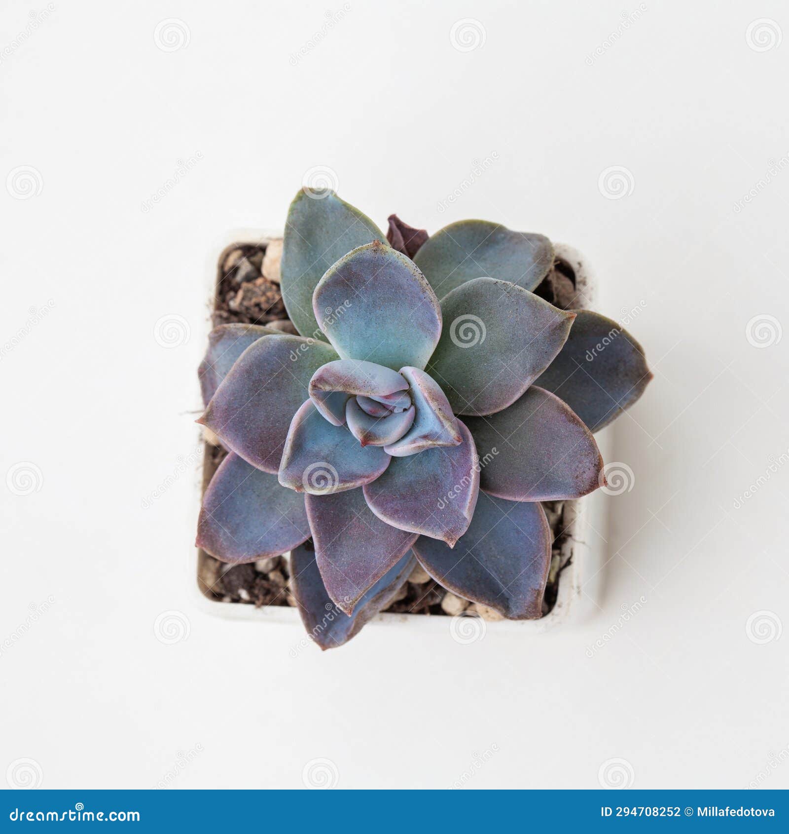 echeveria bambino, supposed to be a hybrid of laui x mexican giant succulent houseplant in pot
