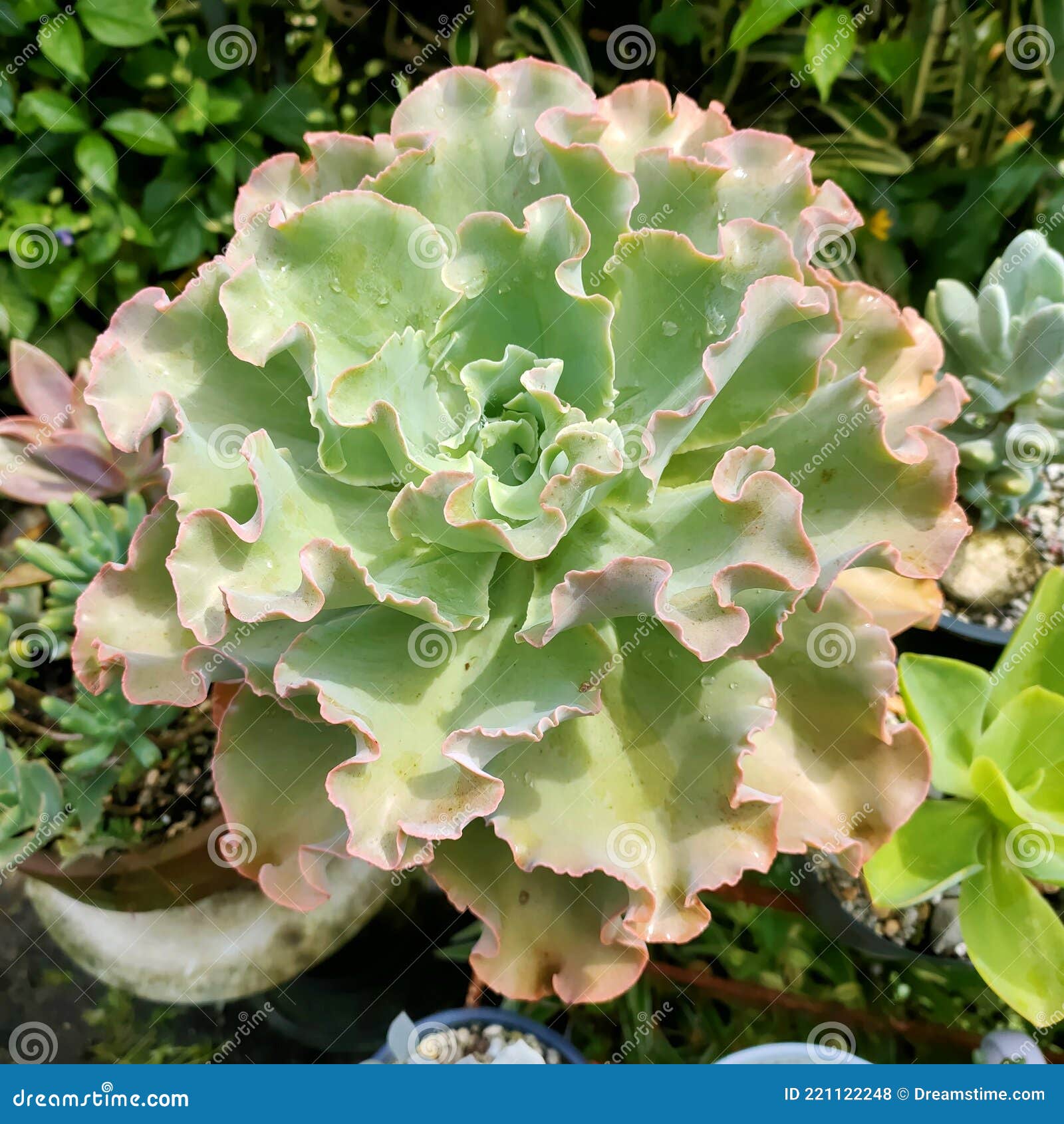 Echeveria & X27;BLue CurLs Stock Photo - Image of curls, wildflower ...