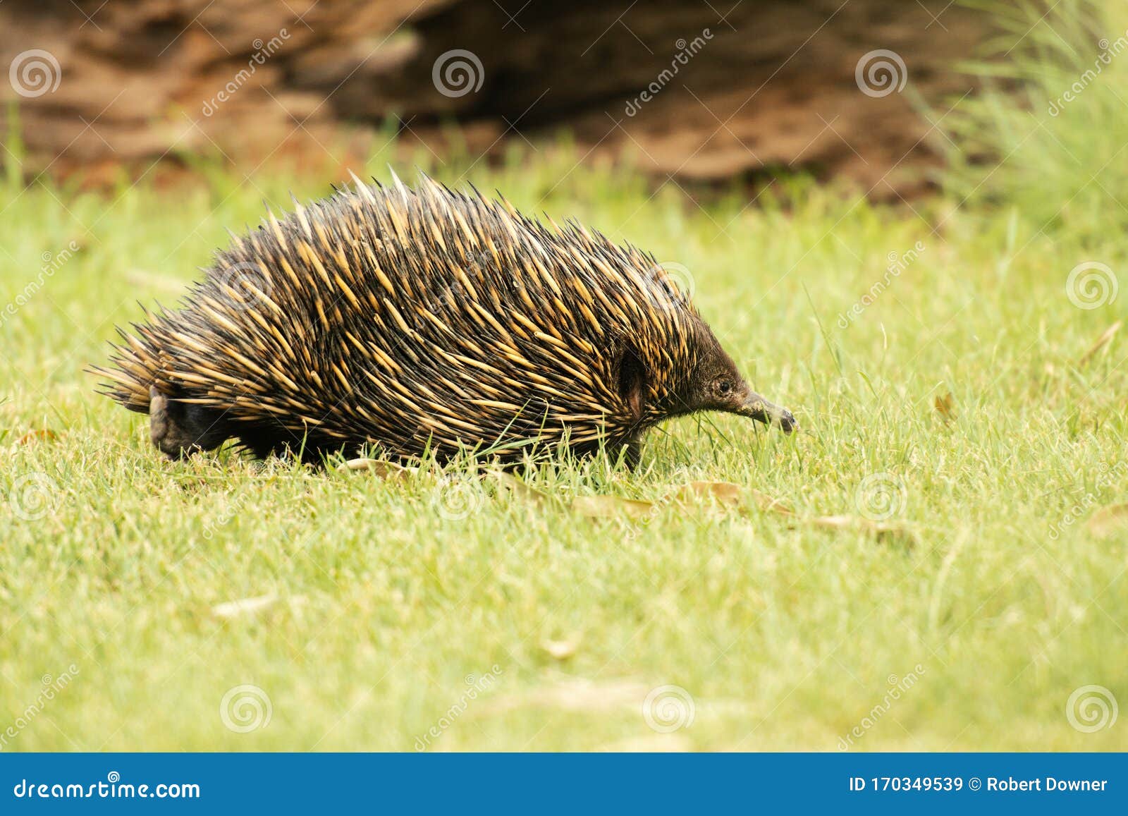 Echidna stock image. Image of eater, nature, mammal - 170349539