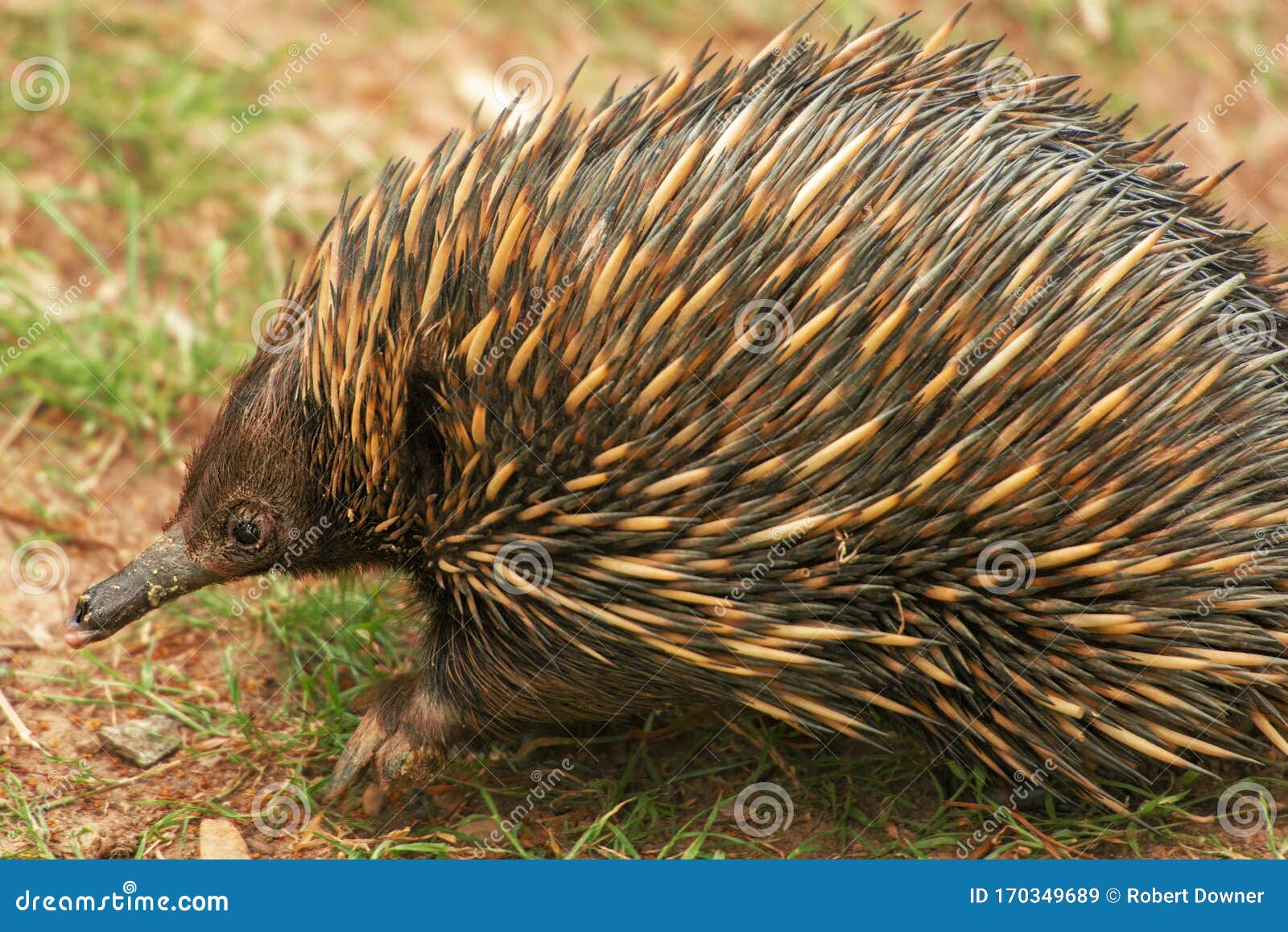 Echidna stock image. Image of nature, echidna, prickly - 170349689