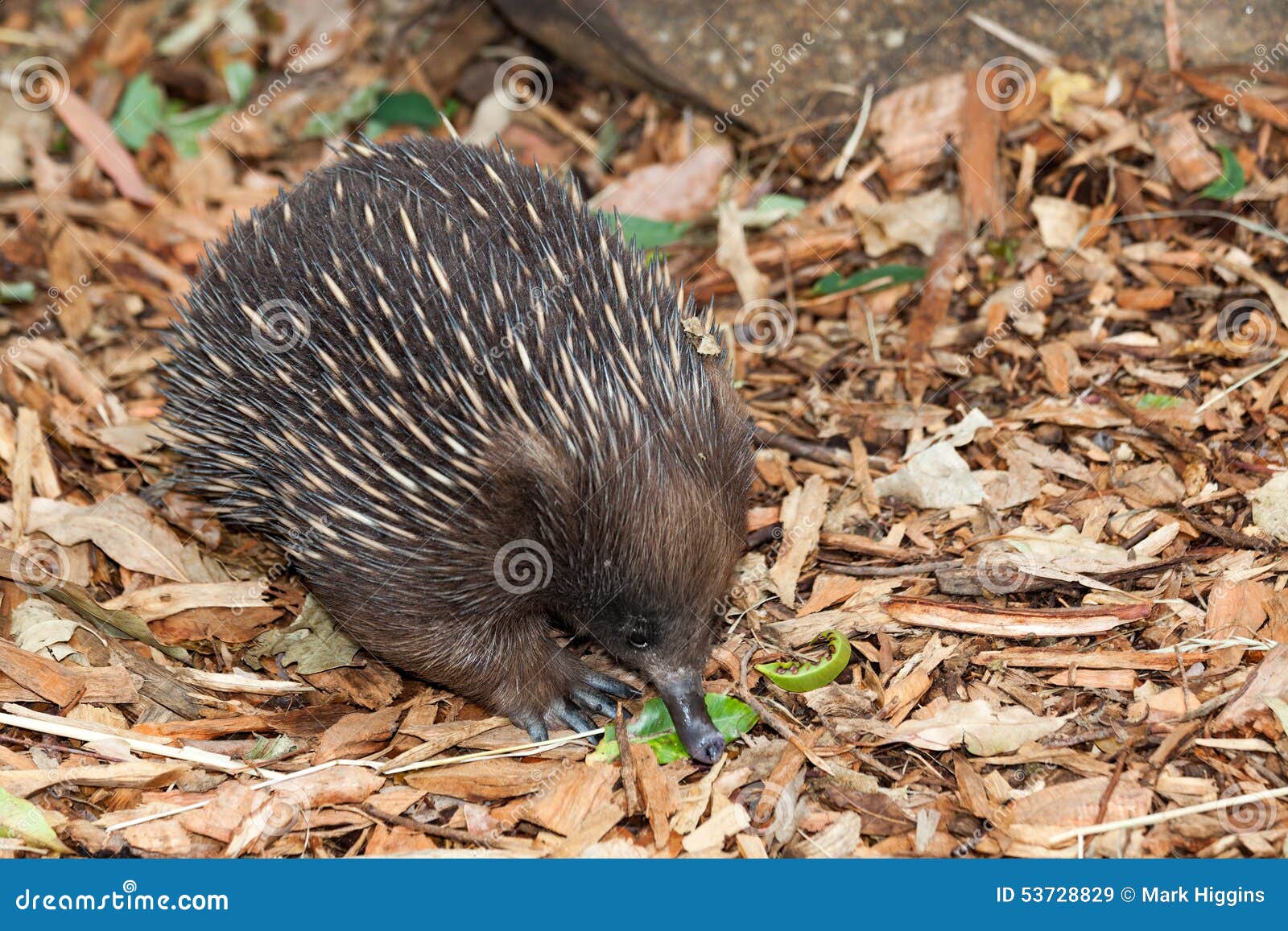 Echidna anteater stock image. Image of laying, spikes - 53728829