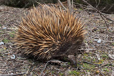Echidna Australian Endemic Animal Stock Photo - Image of spikes, aussie ...