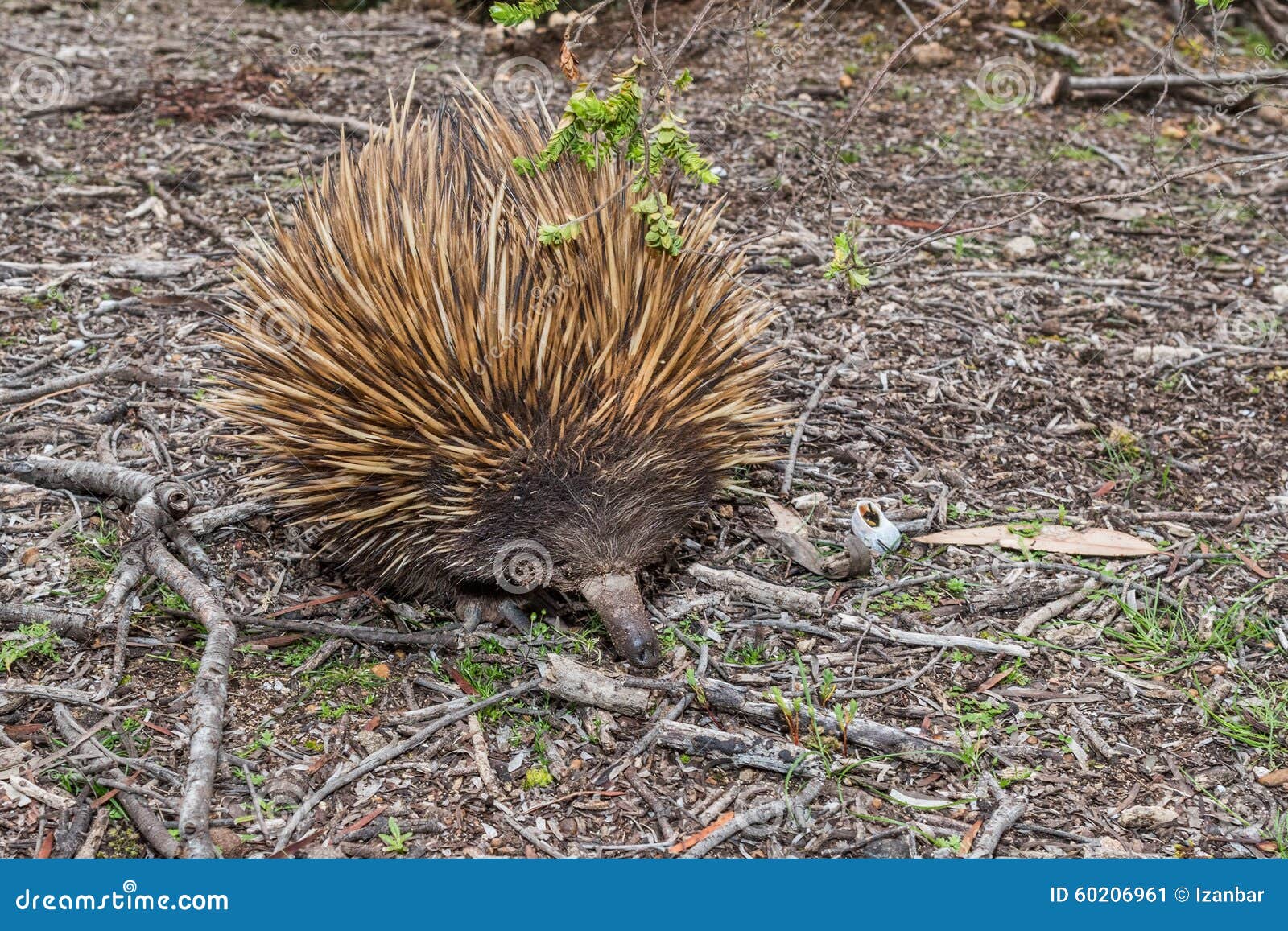 Echidna Australian Endemic Animal Stock Image - Image of protected ...