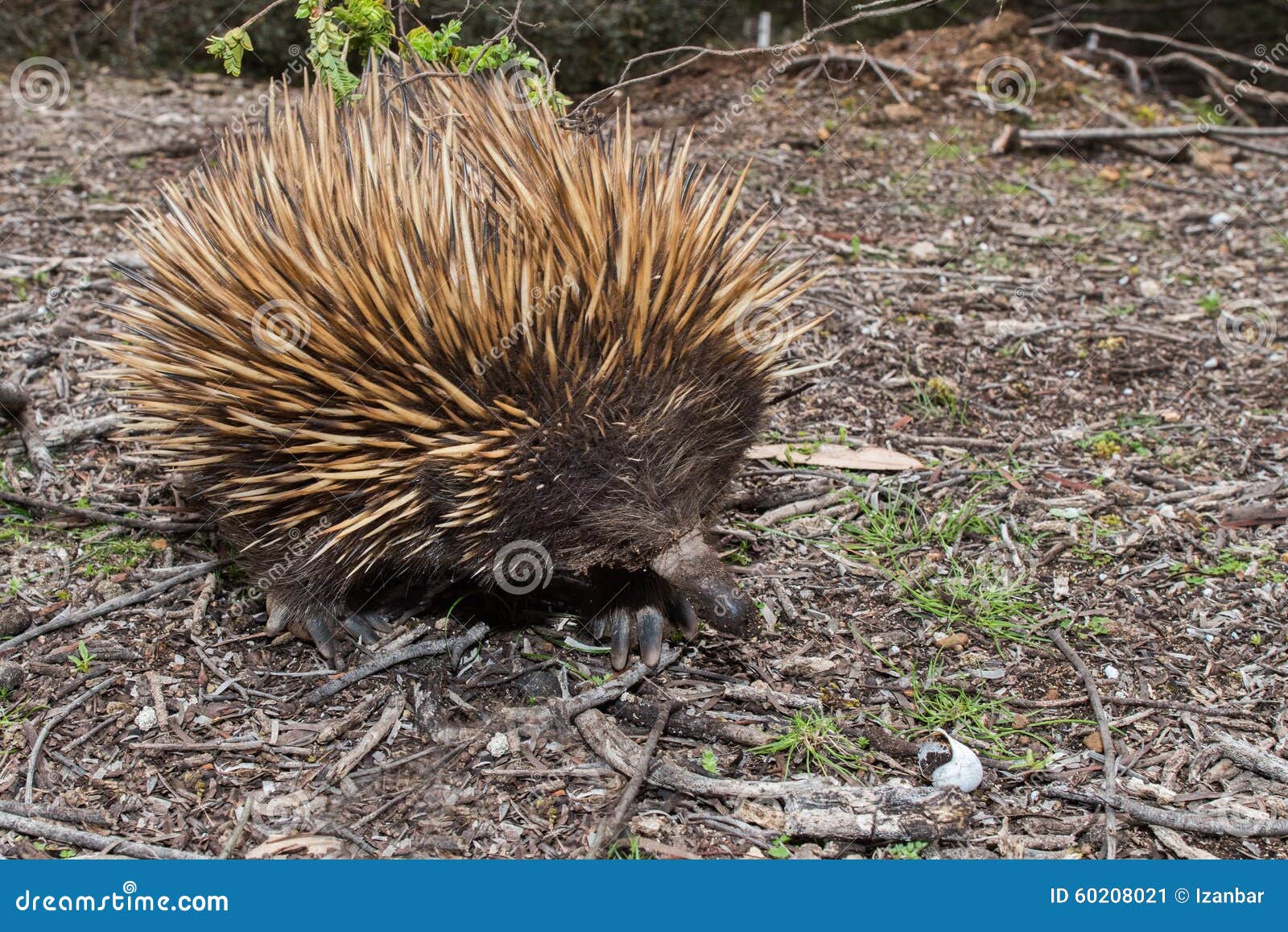 Echidna Australian Endemic Animal Stock Image - Image of short, native ...