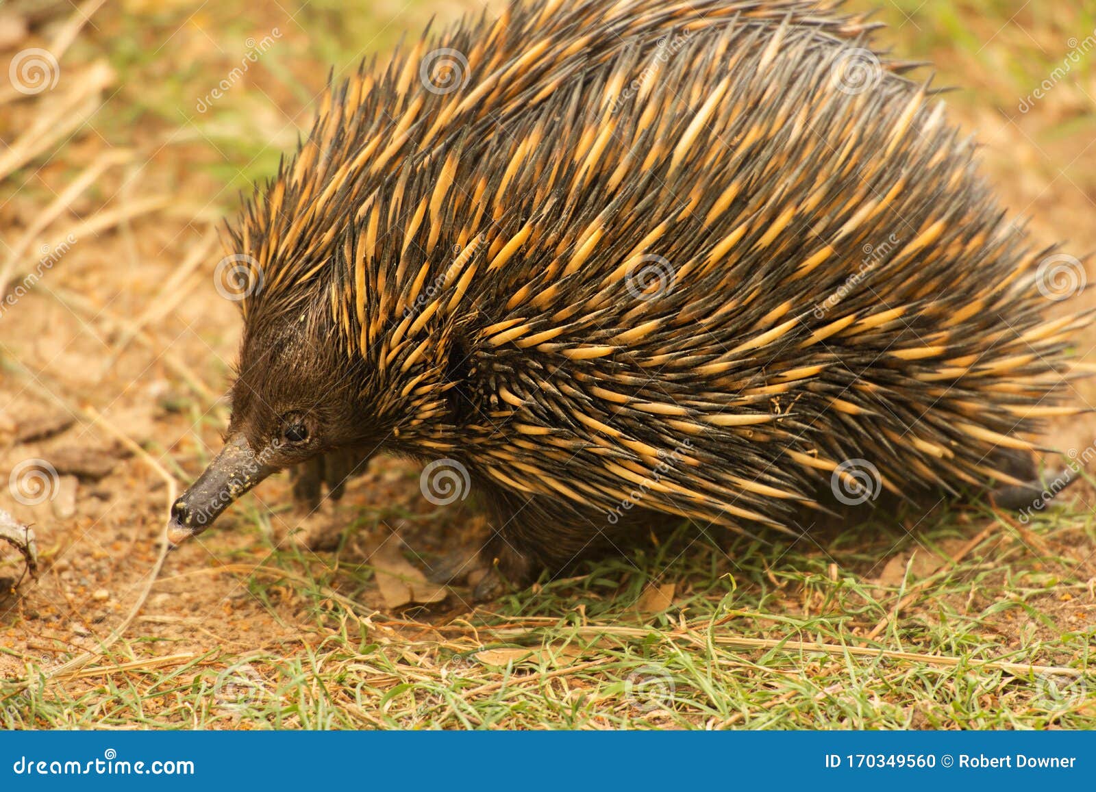 Echidna stock photo. Image of anteater, spiky, australian - 170349560