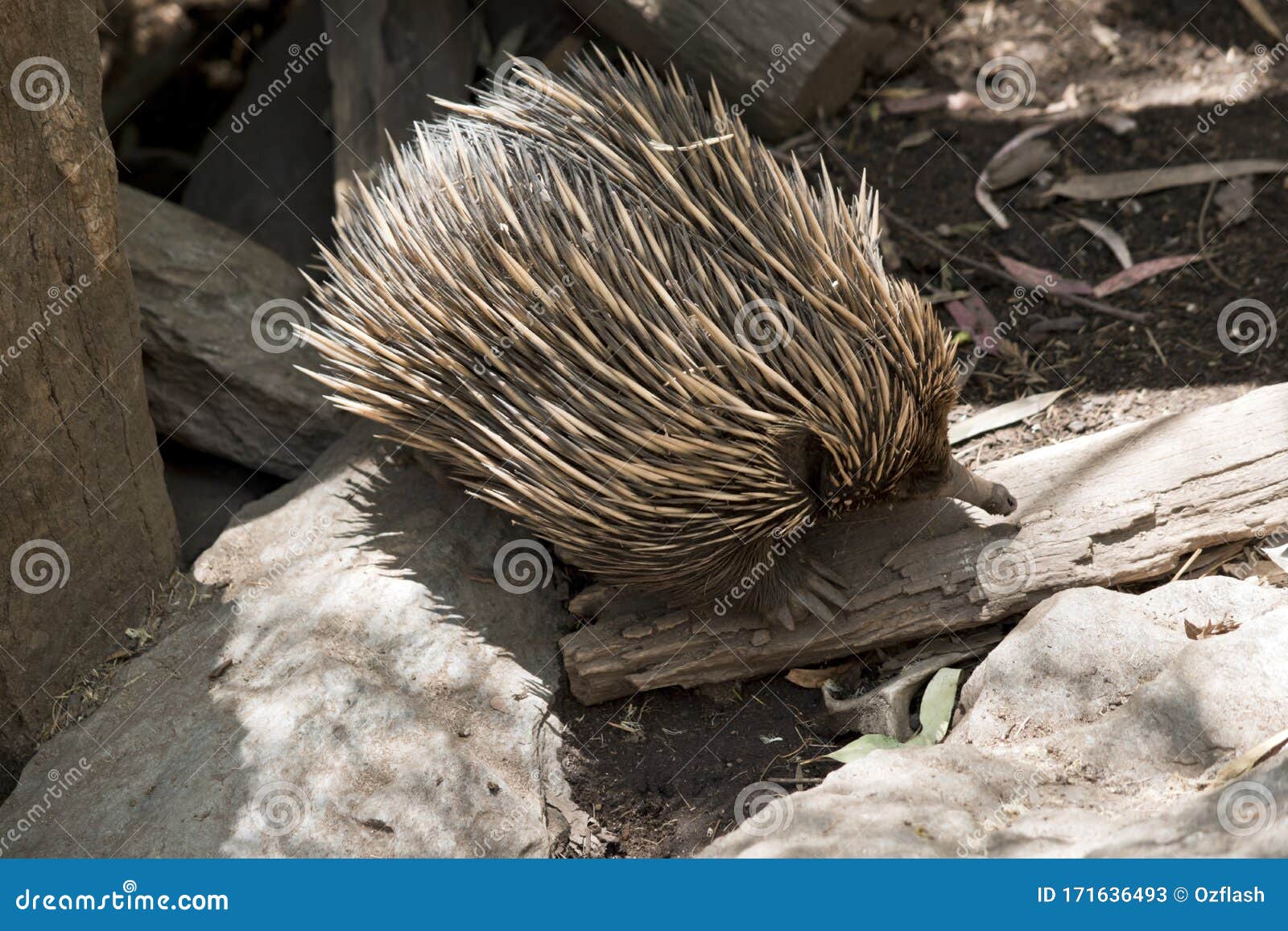 This is a Side View of an Echidna Stock Image - Image of nose, brown ...