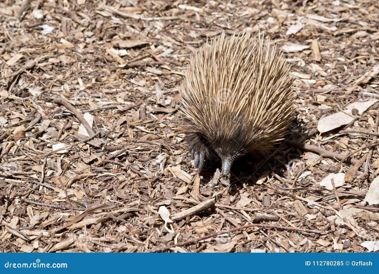 Echidna is eating stock image. Image of eggs, mammal - 112780285