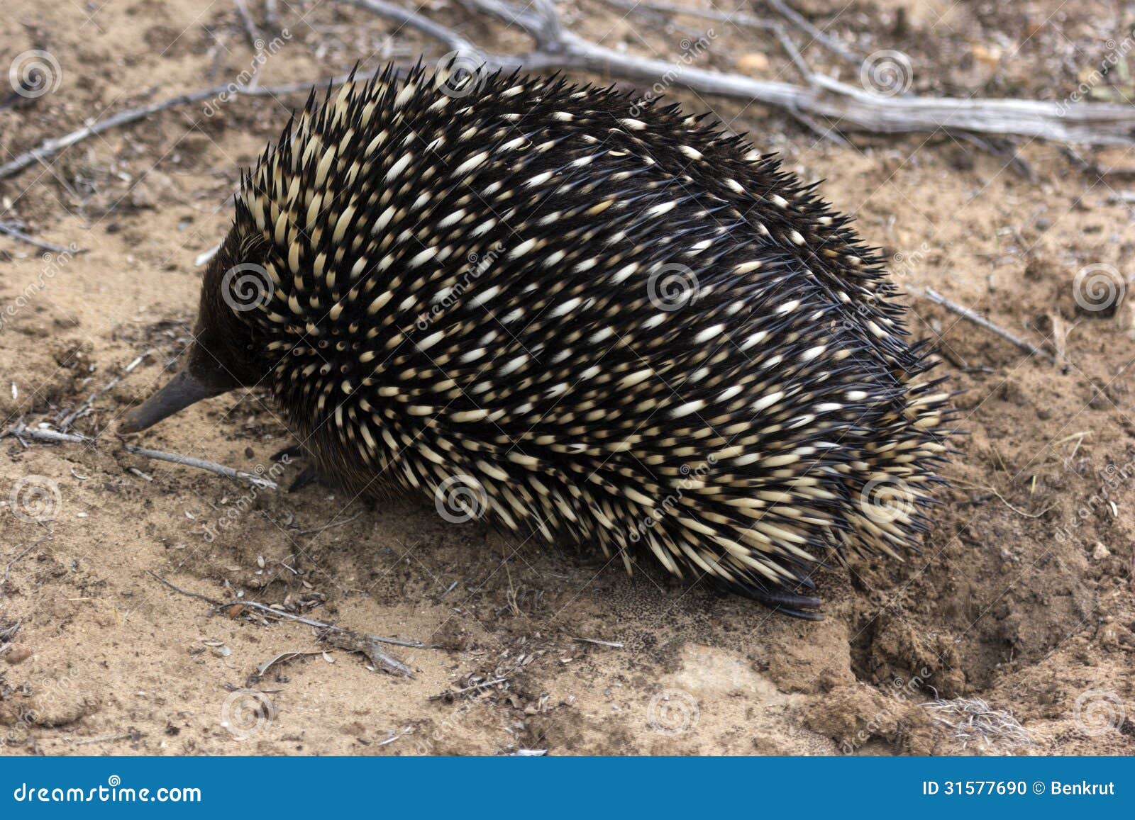 Echidna stock photo. Image of shortbeaked, spine, solitary - 31577690