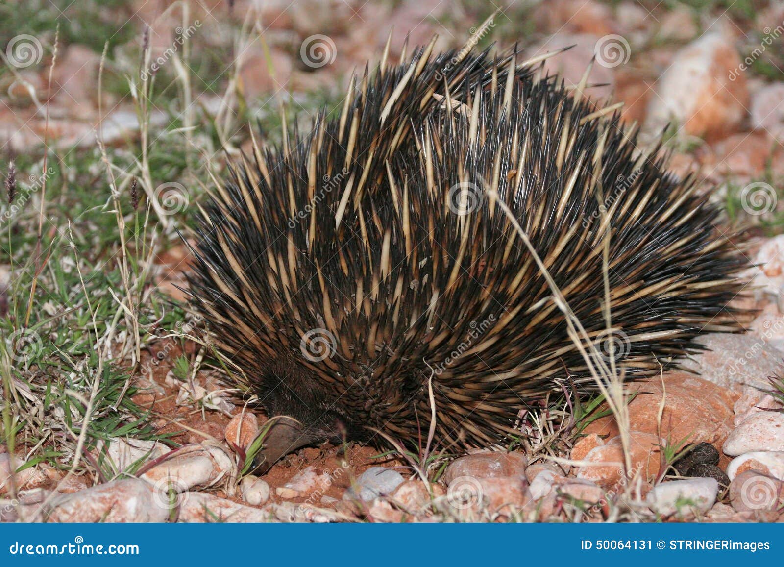 Echidna on Red Sand in Outback Australia Stock Image - Image of slow ...