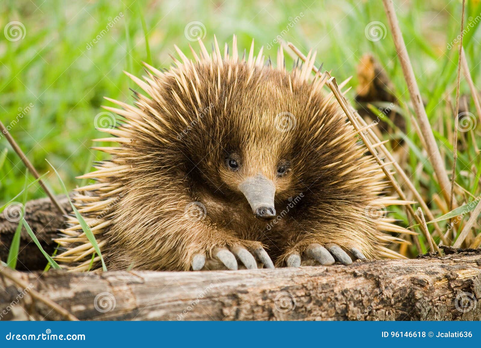  Echidna  Sitting up stock photo Image of bush around 