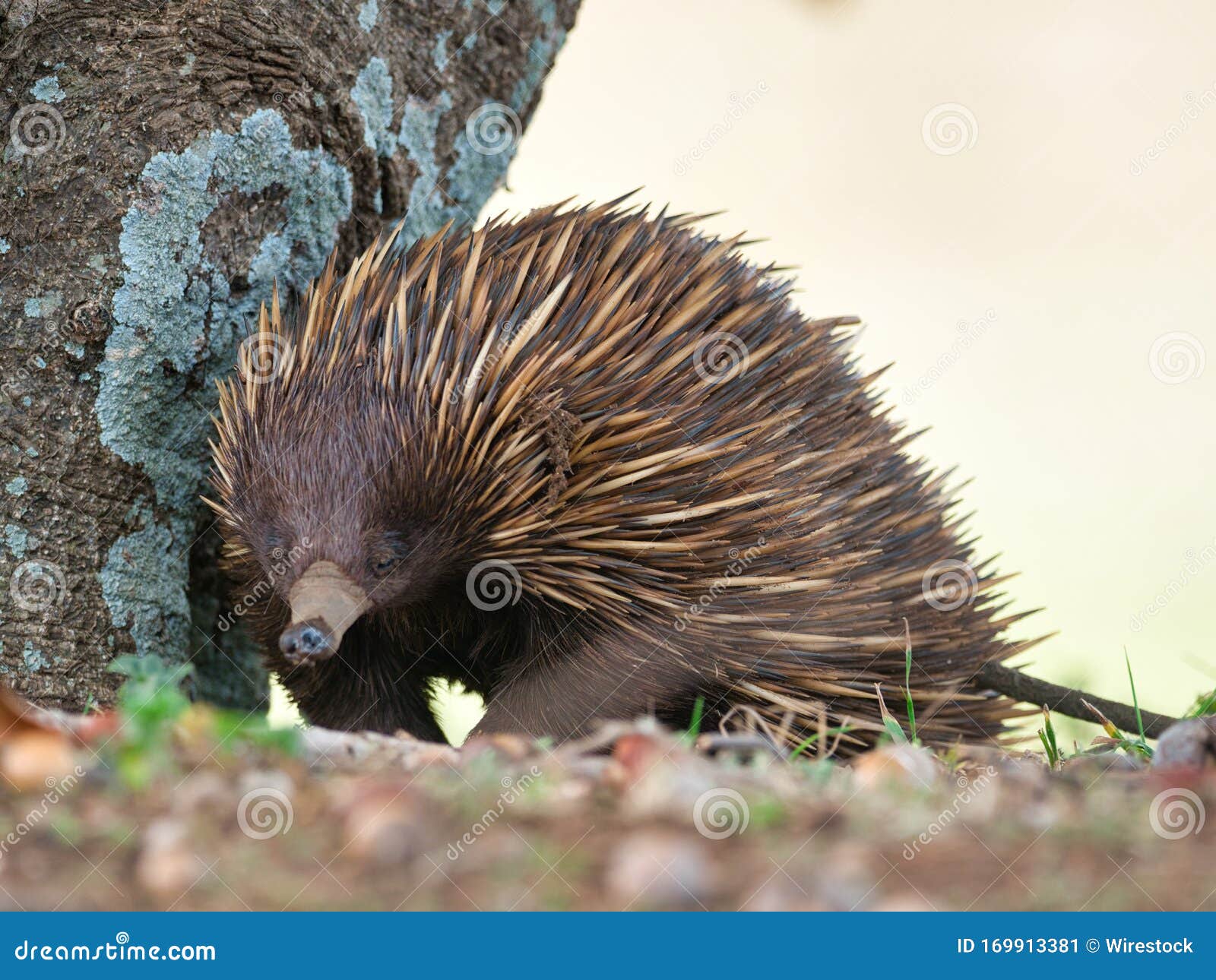  Echidna Standing  Near A Tree Surrounded By Grass Under 
