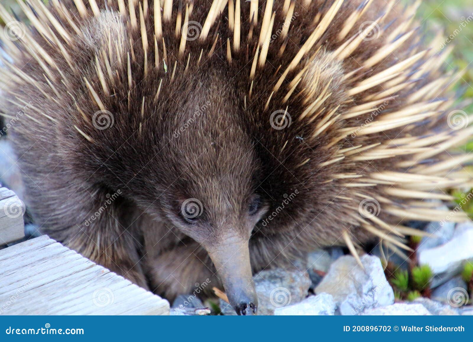 Echidna on Tasmania, Australia Stock Photo - Image of tachyglossidae ...