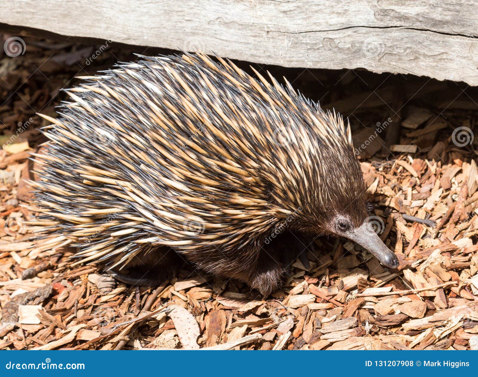 Echidna An Unique Animal Only Found In Australia Stock Photo - Image of ...