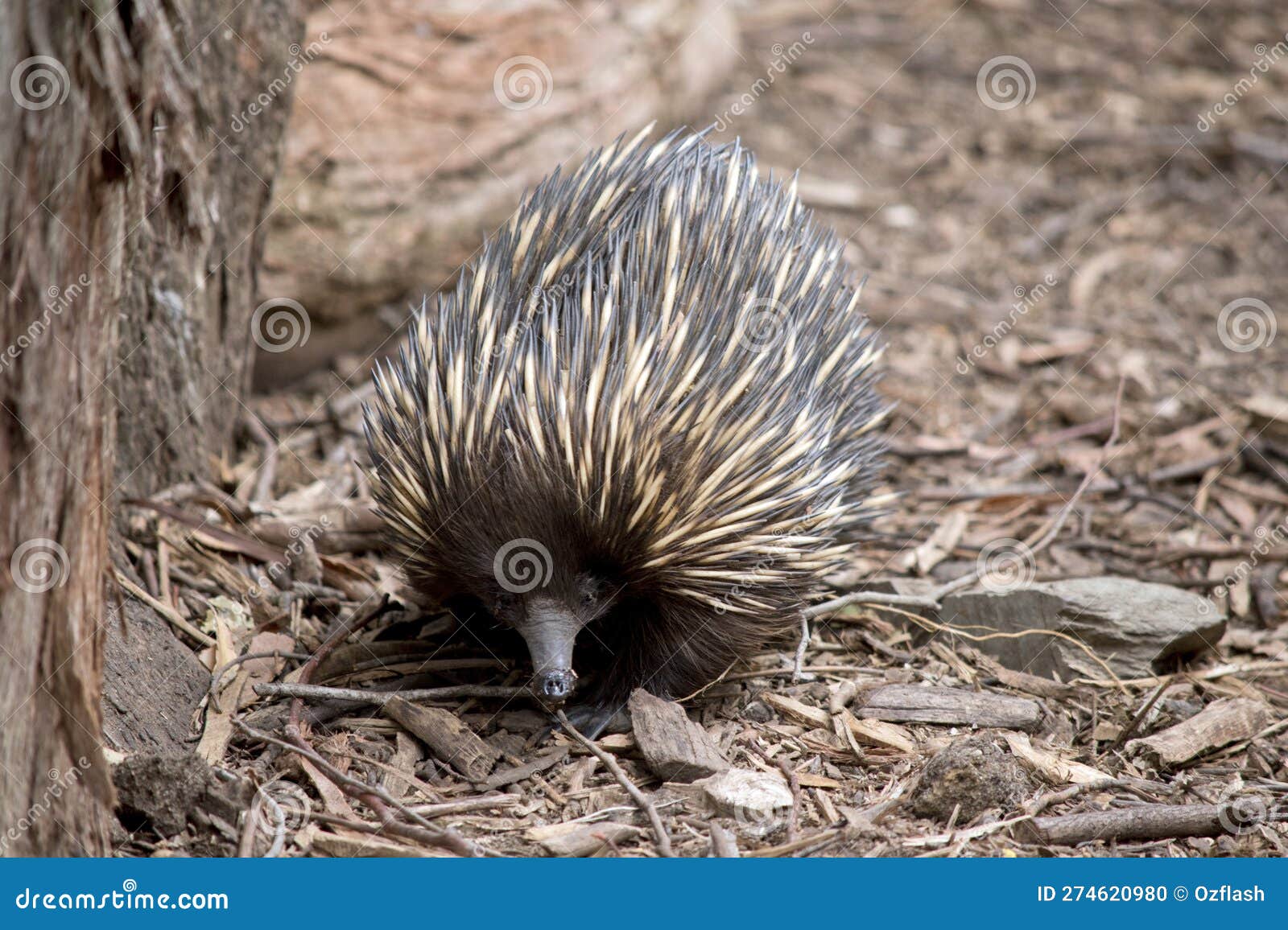 The Echidna is Walking Around Looking for Ants To Eat Stock Photo ...