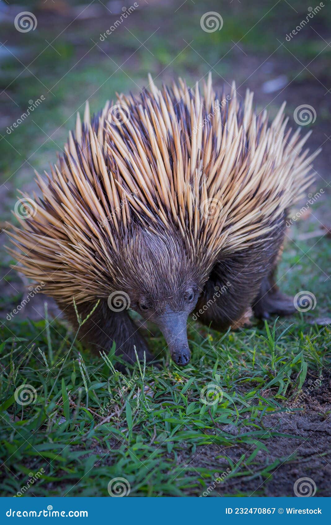 Echidna walking on grass stock image. Image of saugetier - 232470867