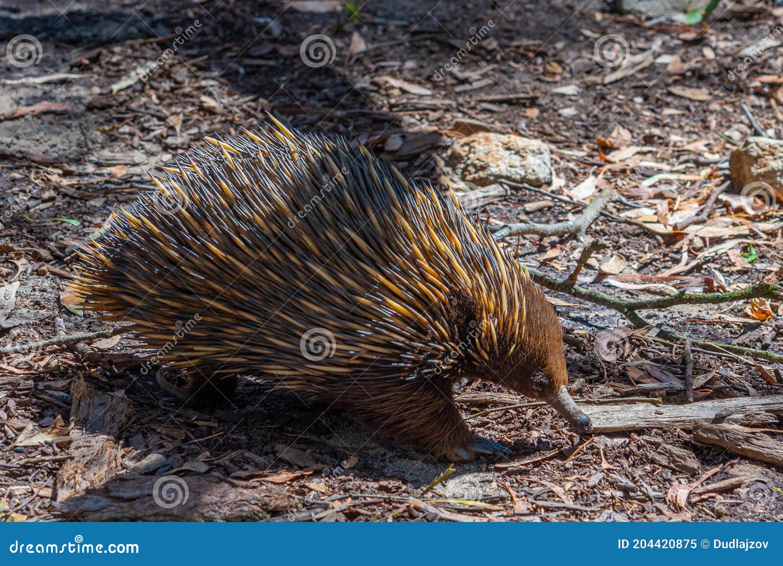 Echidnas at Cleland Wildlife Park Near Adelaide, Australia Stock Image ...