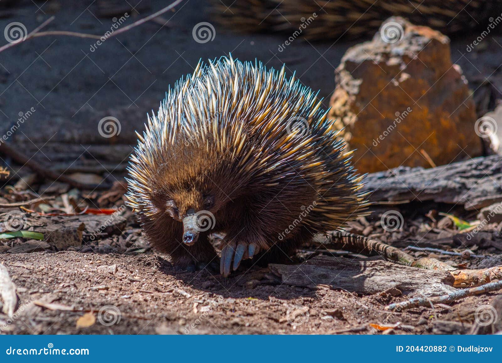 Echidnas at Cleland Wildlife Park Near Adelaide, Australia Stock Photo ...