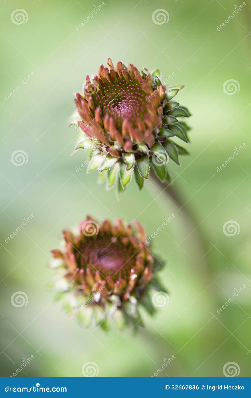 Echinacea buds stock photo. Image of herbal, bokeh, coneflower 32662836