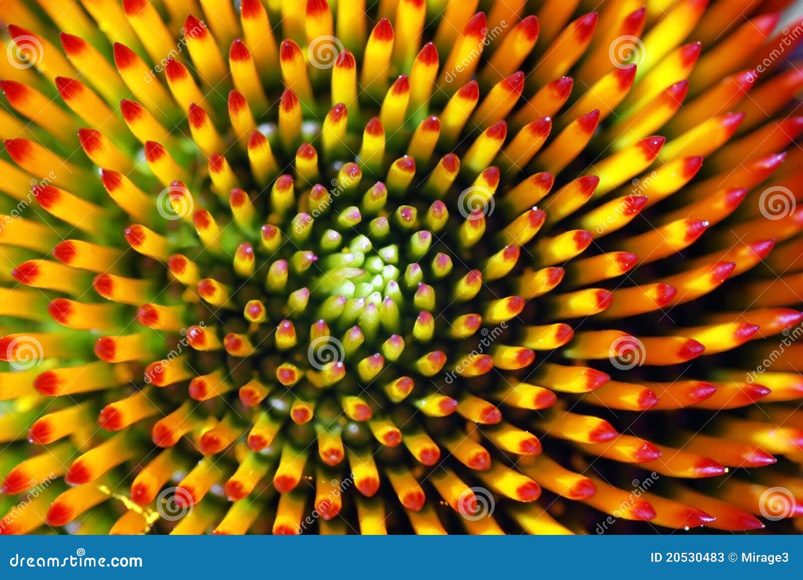 Echinacea or Coneflower S Heart Stock Image Image of coneflower