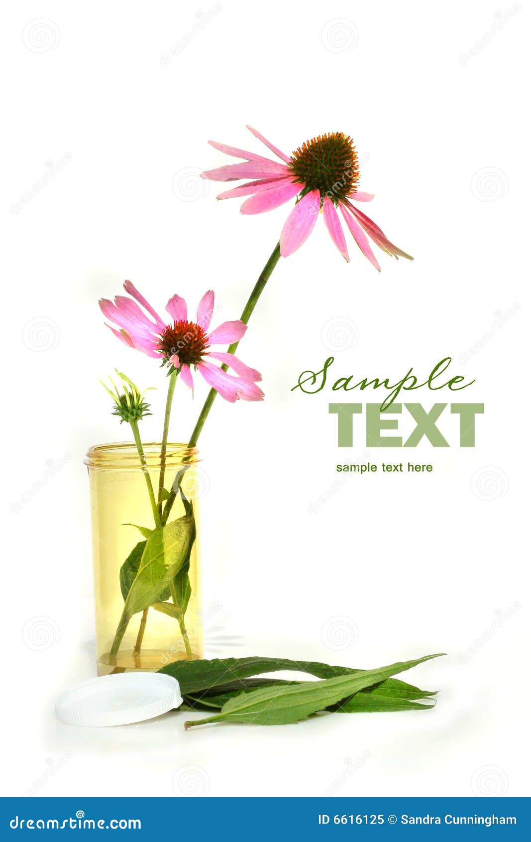 Echinacea Cornflower in Prescription Container Stock Image Image of
