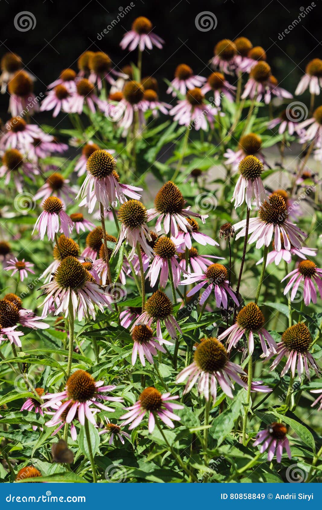 Echinacea medicinal plant. stock image. Image of beautiful 80858849