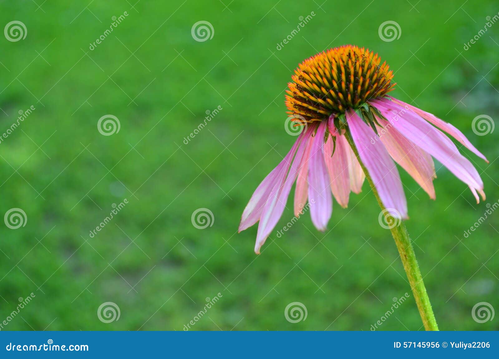 Echinacea stock photo. Image of flower, health, numerous 57145956
