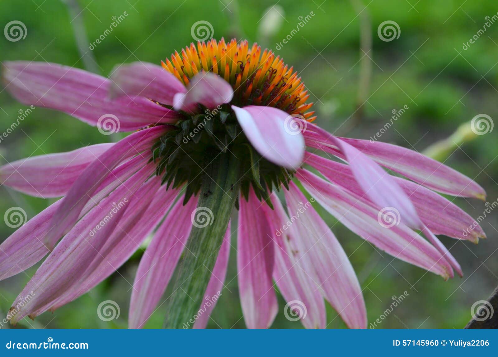 Echinacea stock photo. Image of echinacea, bloody, cobalt 57145960