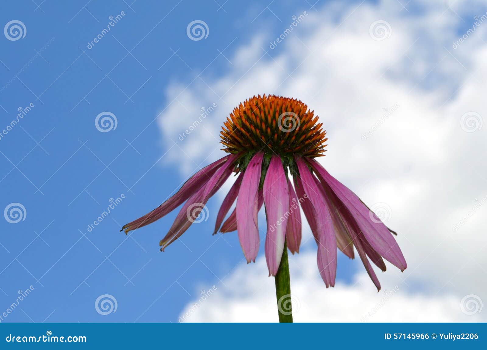 Echinacea stock photo. Image of cobalt, medicinal, herbal 57145966