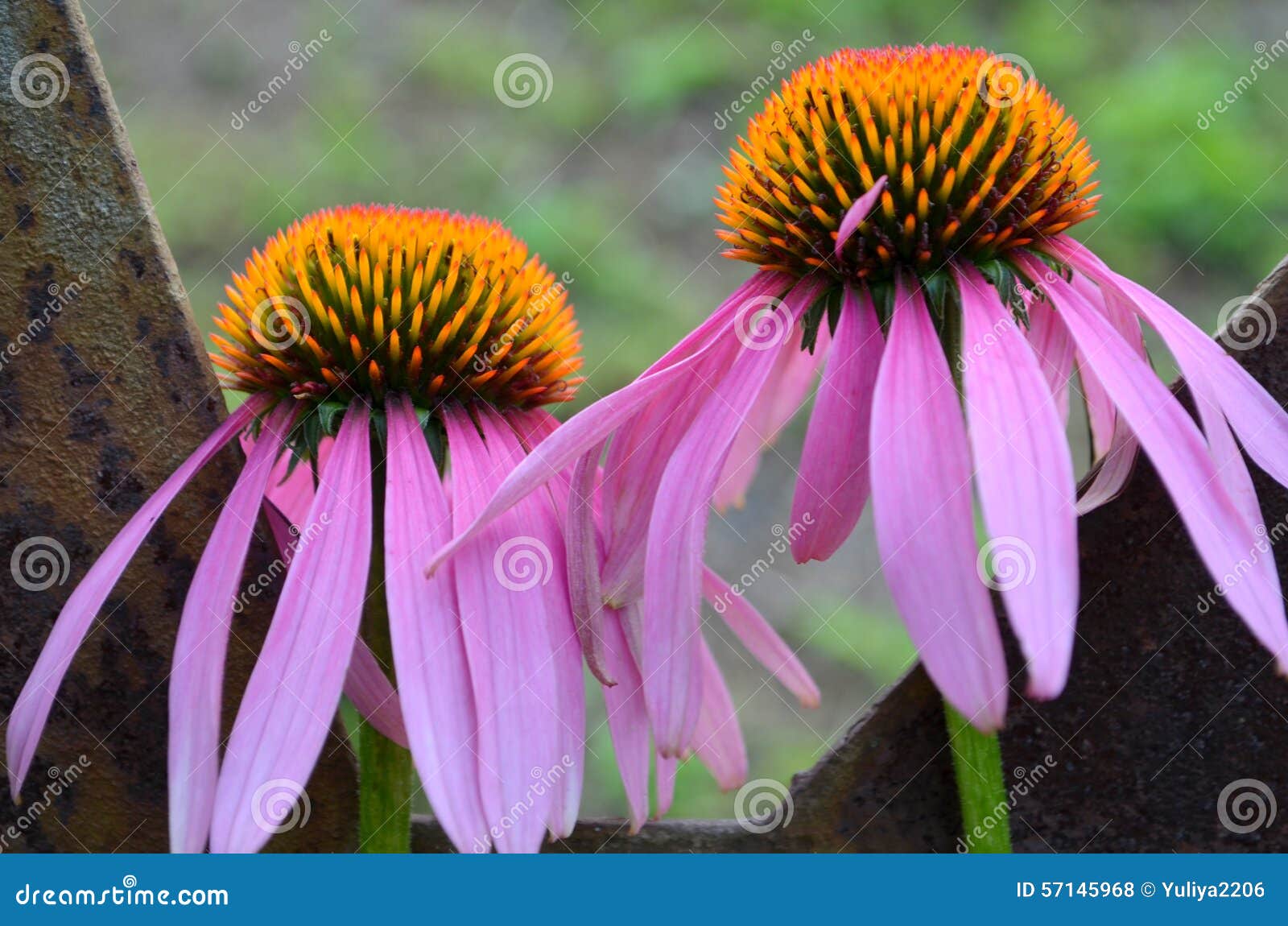 Echinacea stock photo. Image of beryllium, molybdenum 57145968