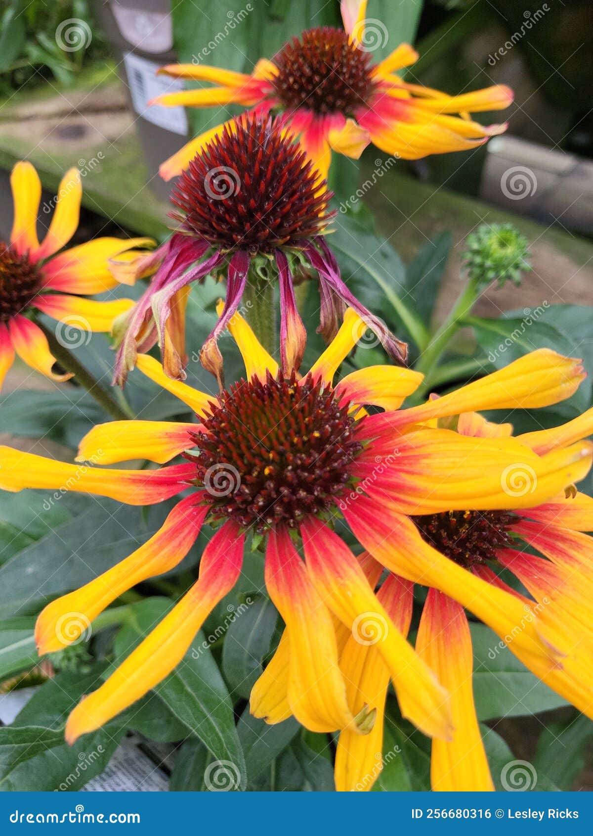 Echinacea Parrot Fine Feathered Cornflower Stock Photo Image of