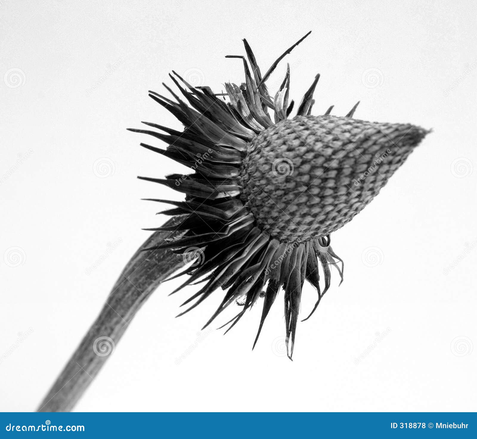 echinacea purpura - purple cone flower 