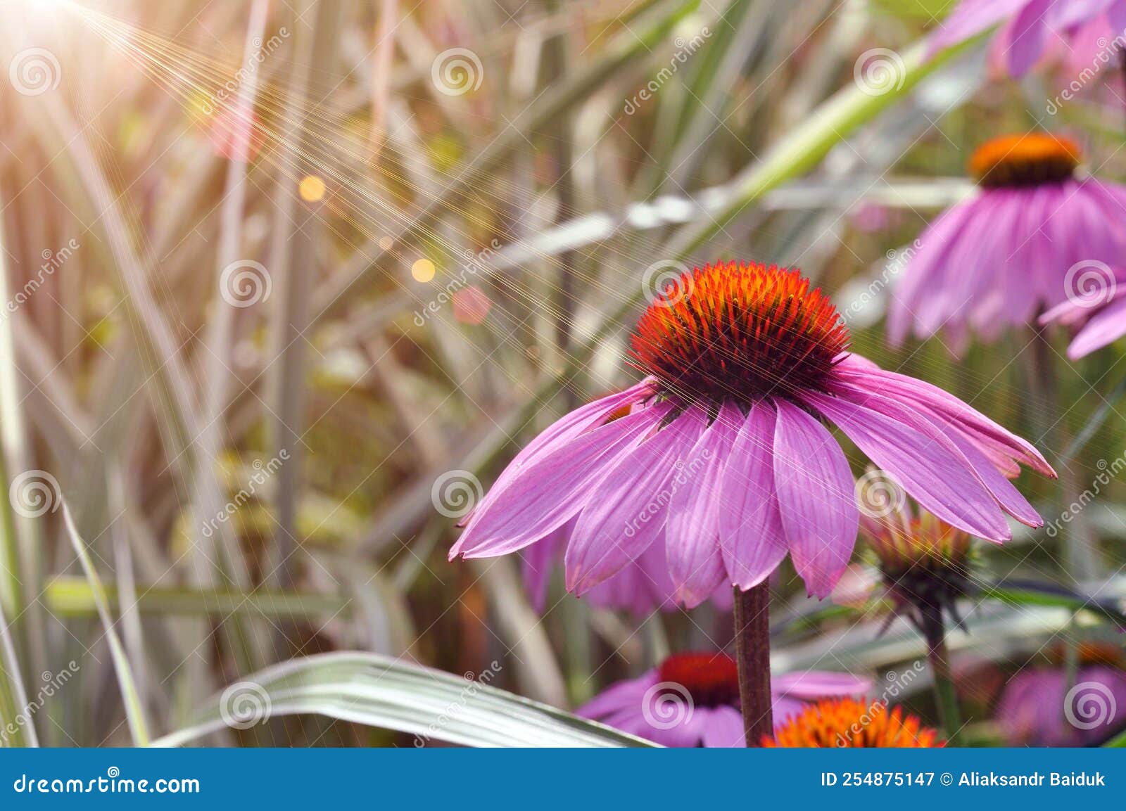 Echinacea Purpurea, on a Background of Green Grass Stock Image Image